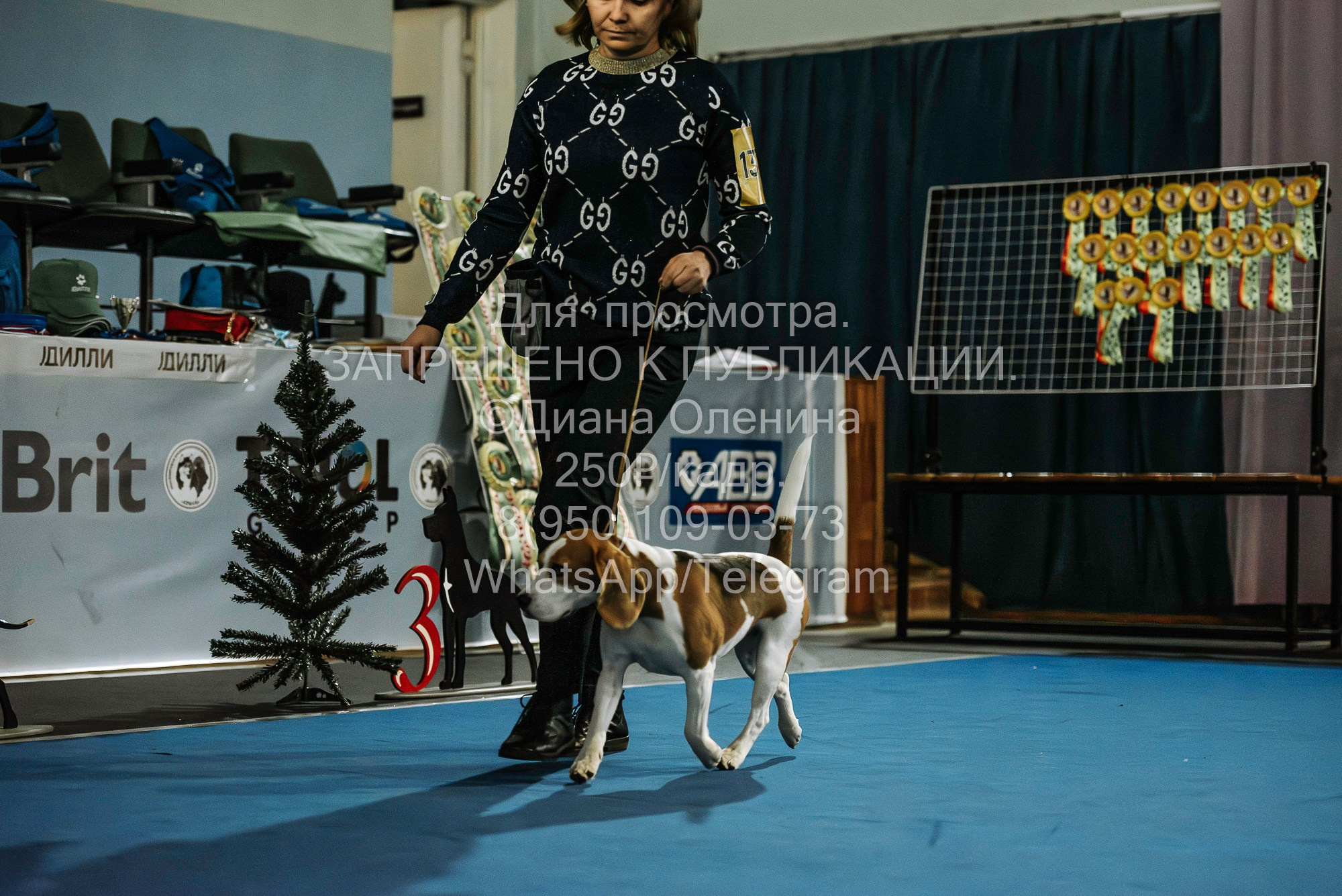 Выставка собак Красноярск 29.10.2023. Фотограф Диана Оленина Красноярск / Братск