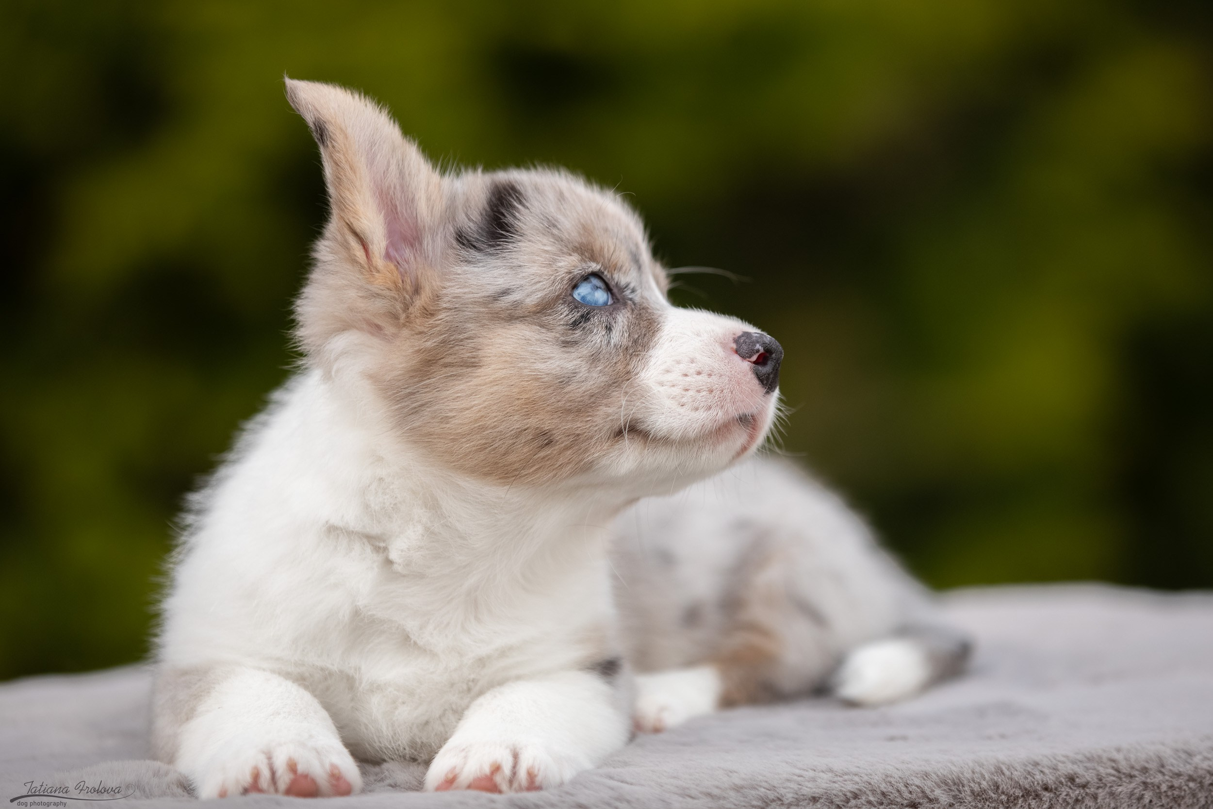 Съемка помета щенков для продажи на улице. Фотограф-анималист в Москве и Московской области Татьяна Фролова