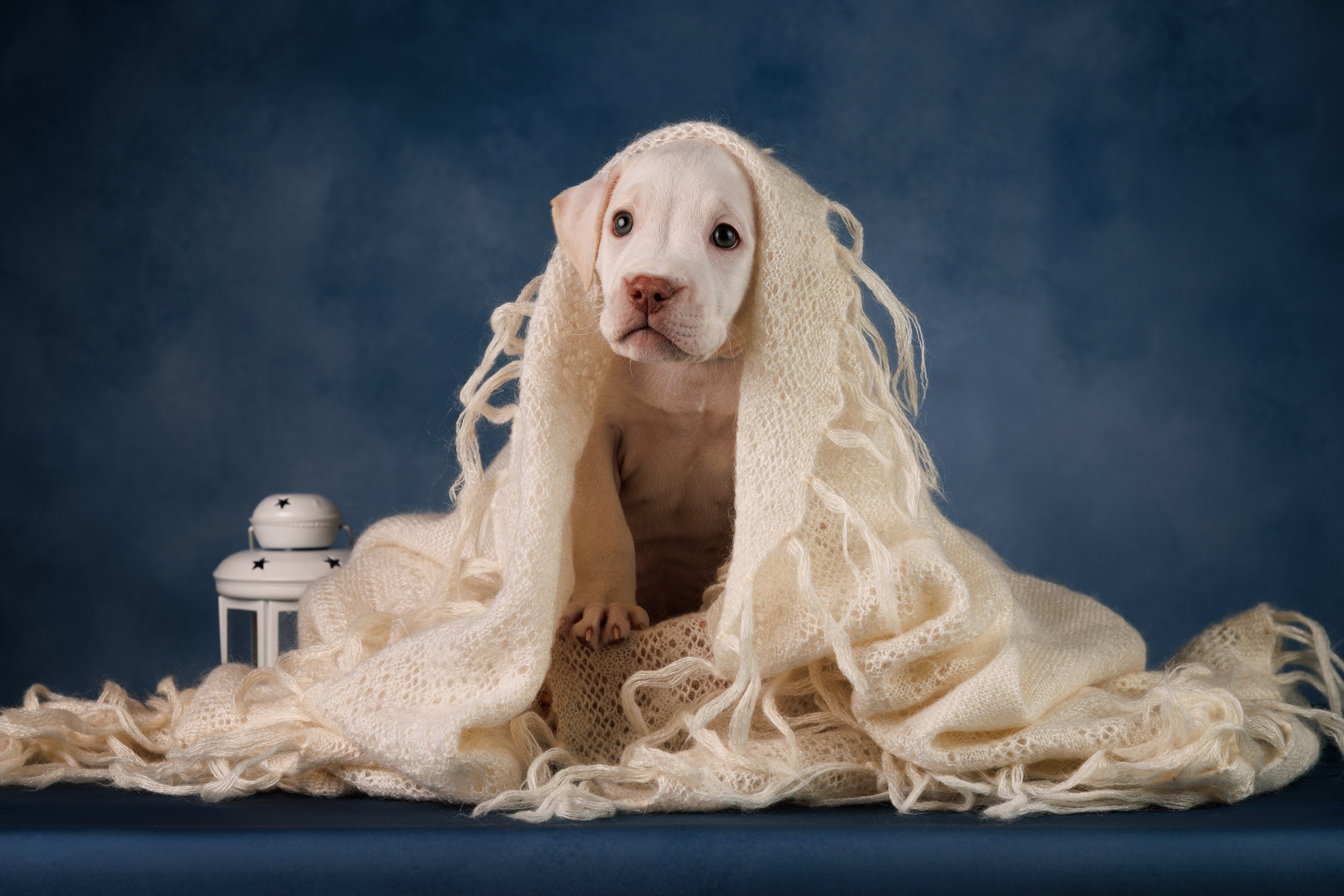 Съемка щенков АПБТ. Фотограф-анималист в Москве и Московской области Татьяна Фролова