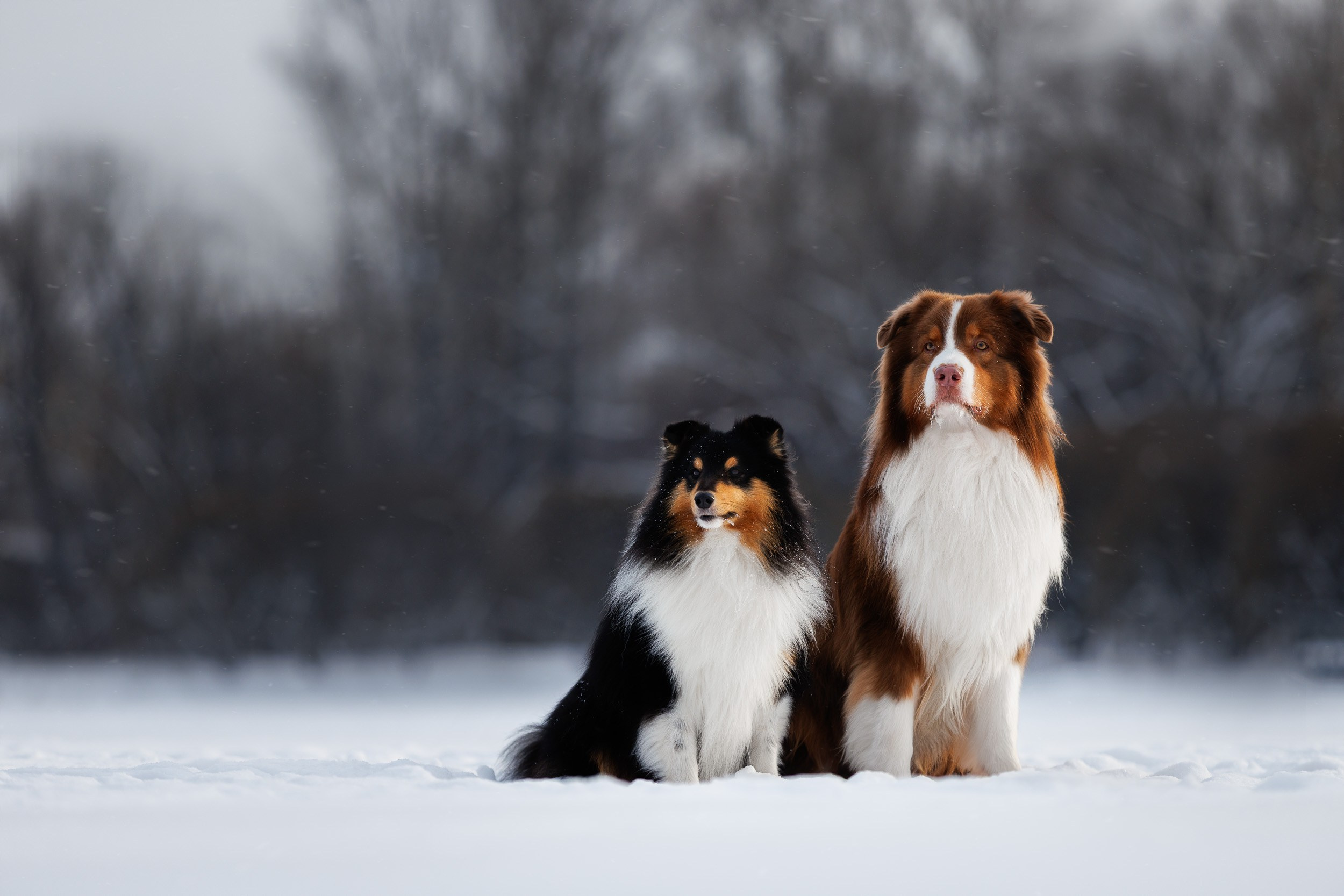 Марик и Дэн. Фотограф-анималист в Москве и Московской области Татьяна Фролова