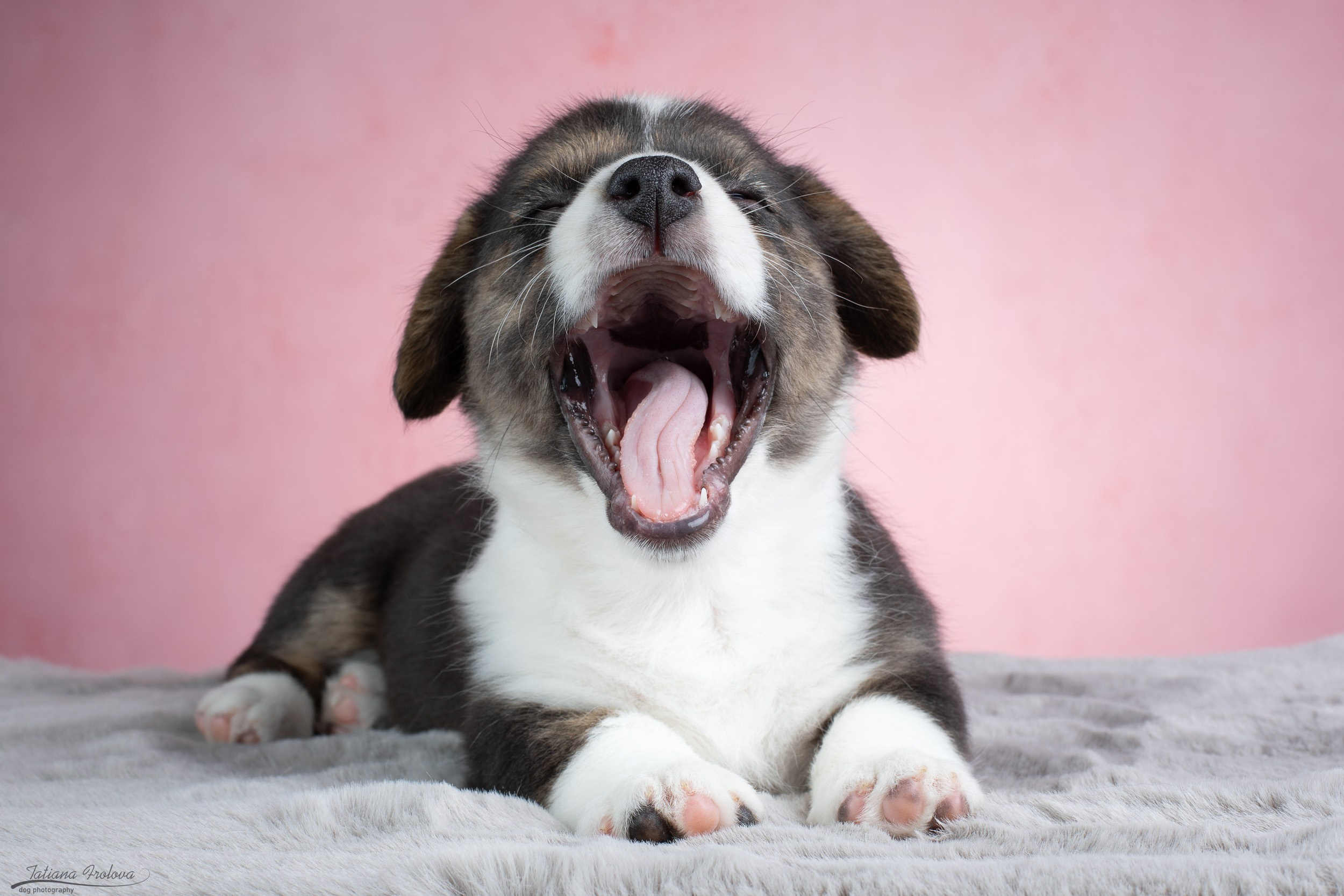 Съемка щенков на розовом фоне. Фотограф-анималист в Москве и Московской области Татьяна Фролова