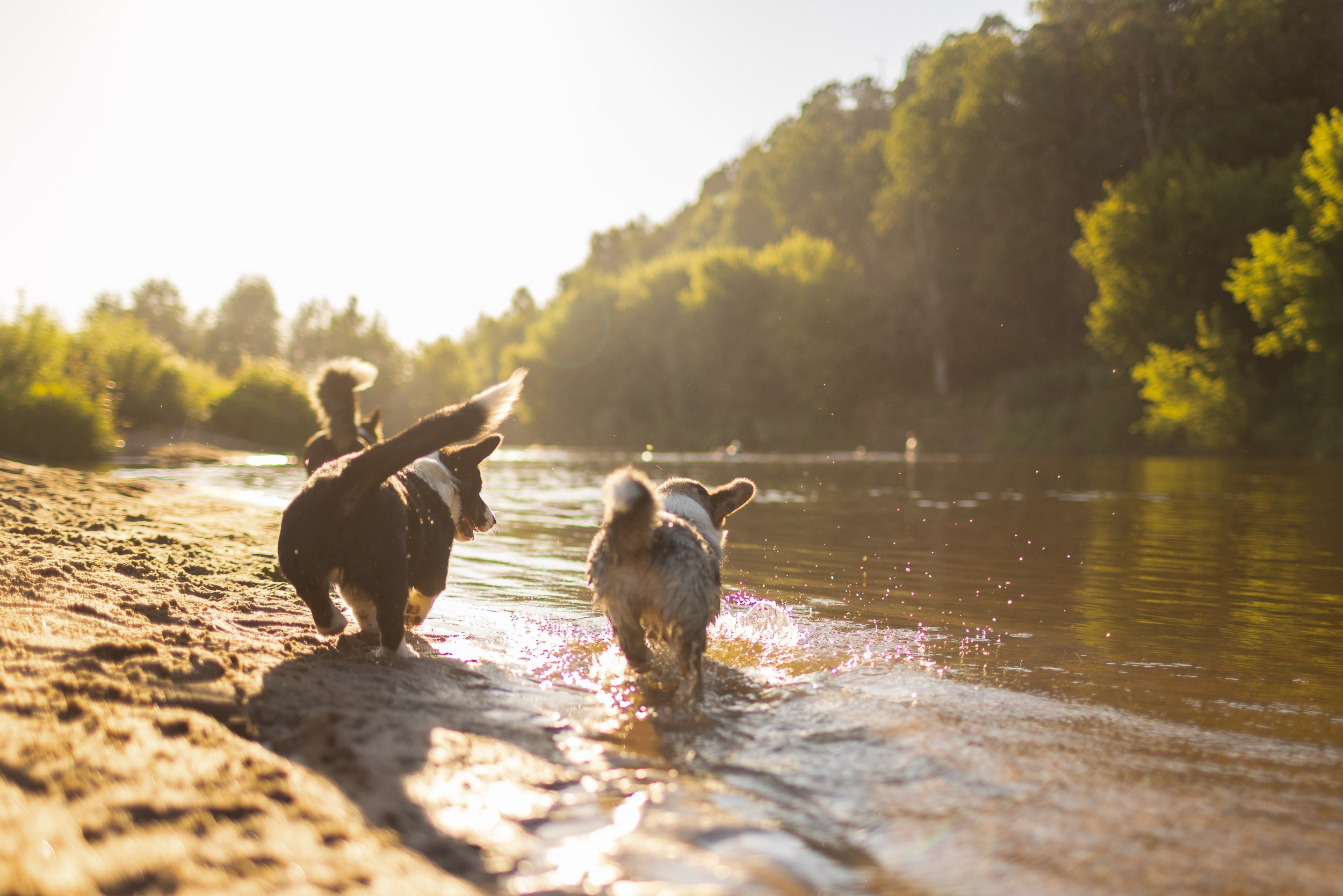 Купание щенков в стиле лайфстайл. Фотограф-анималист в Москве и Московской области Татьяна Фролова