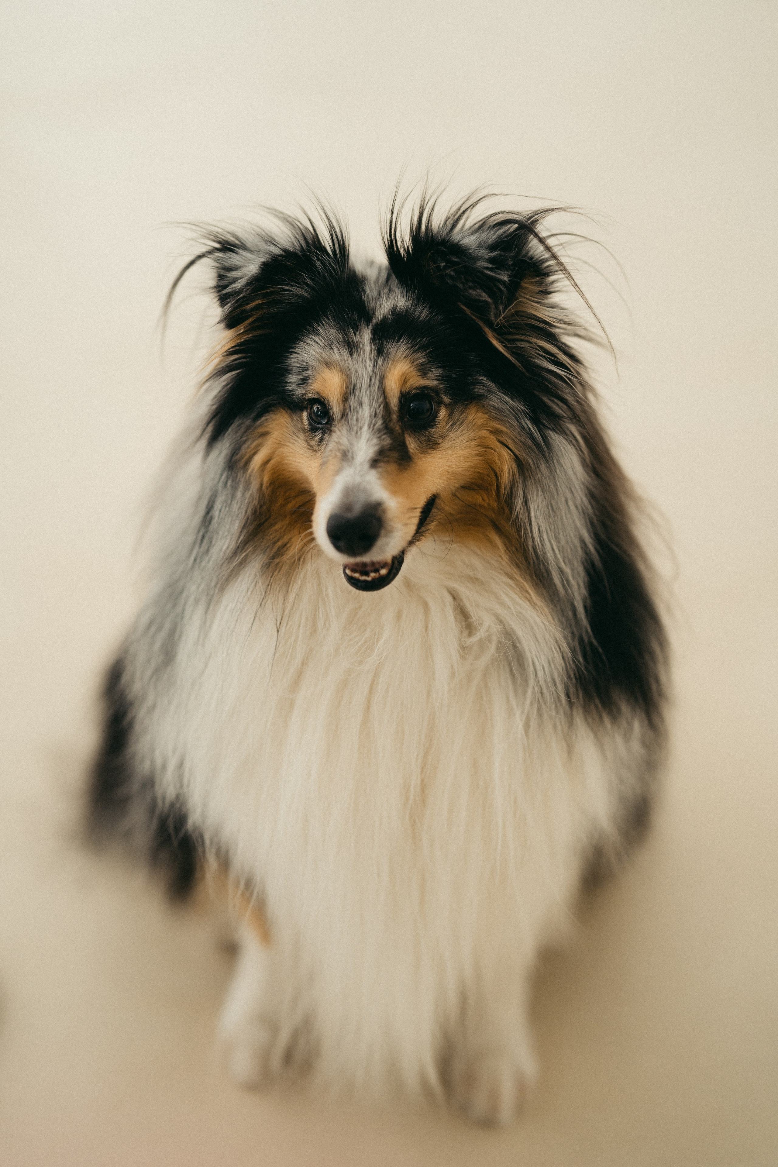 Аня & Гоша. Свадебный и семейный фотограф в Москве Ксения Шведова