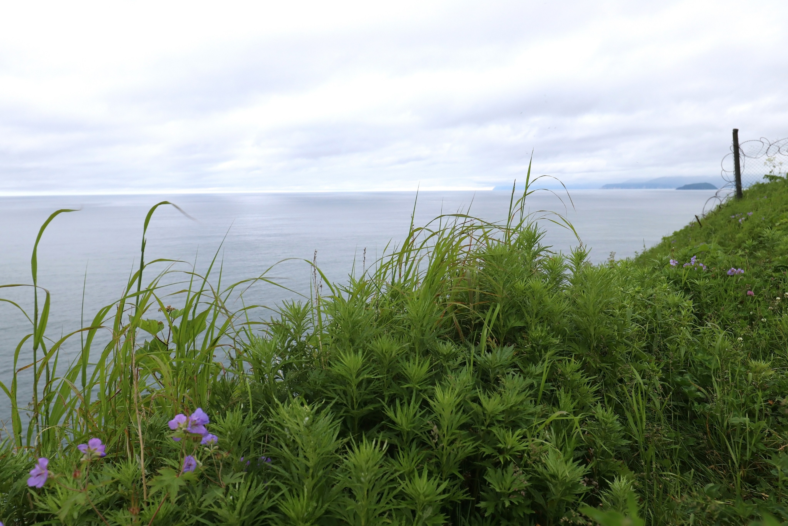 Камчатка и о. Парамушир. Июль 2024. Путешественник-фотограф из Санкт-Петербурга Татьяна Свистулина