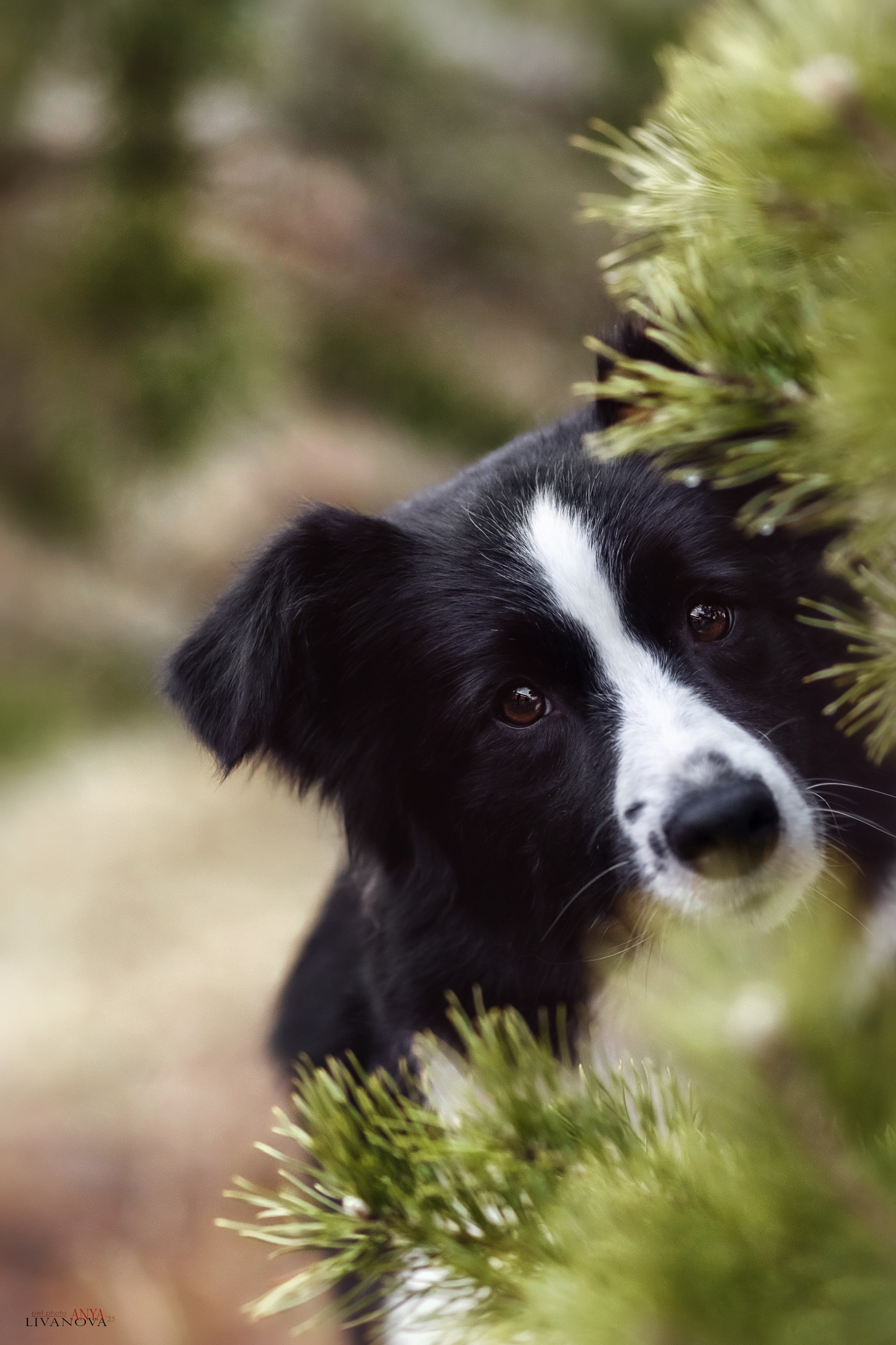 Майли. Фотограф анималист Аня Ливанова | Рыбинск