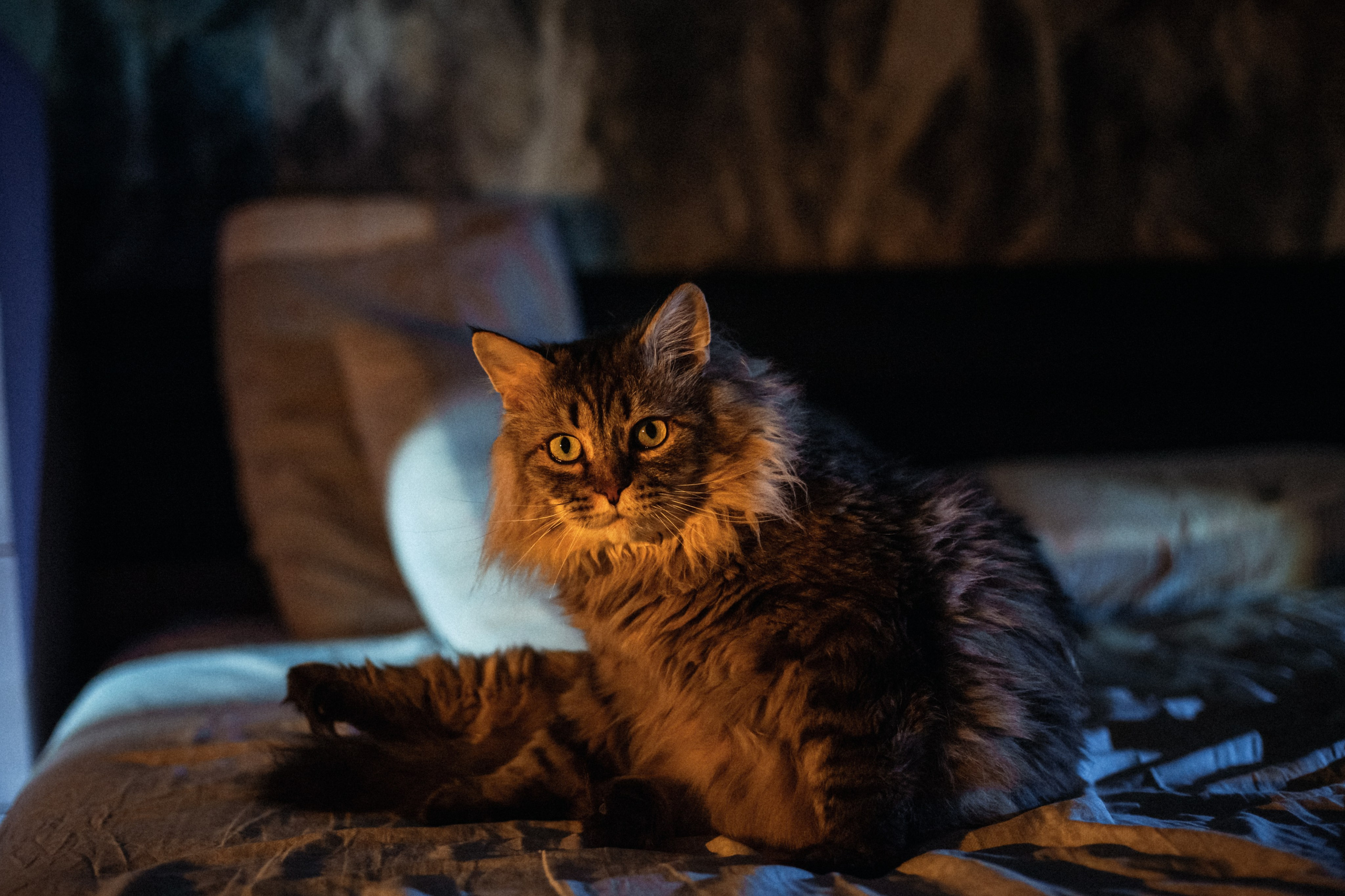 Домашняя фотосессия кота. Фотограф-анималист Татьяна Степанова