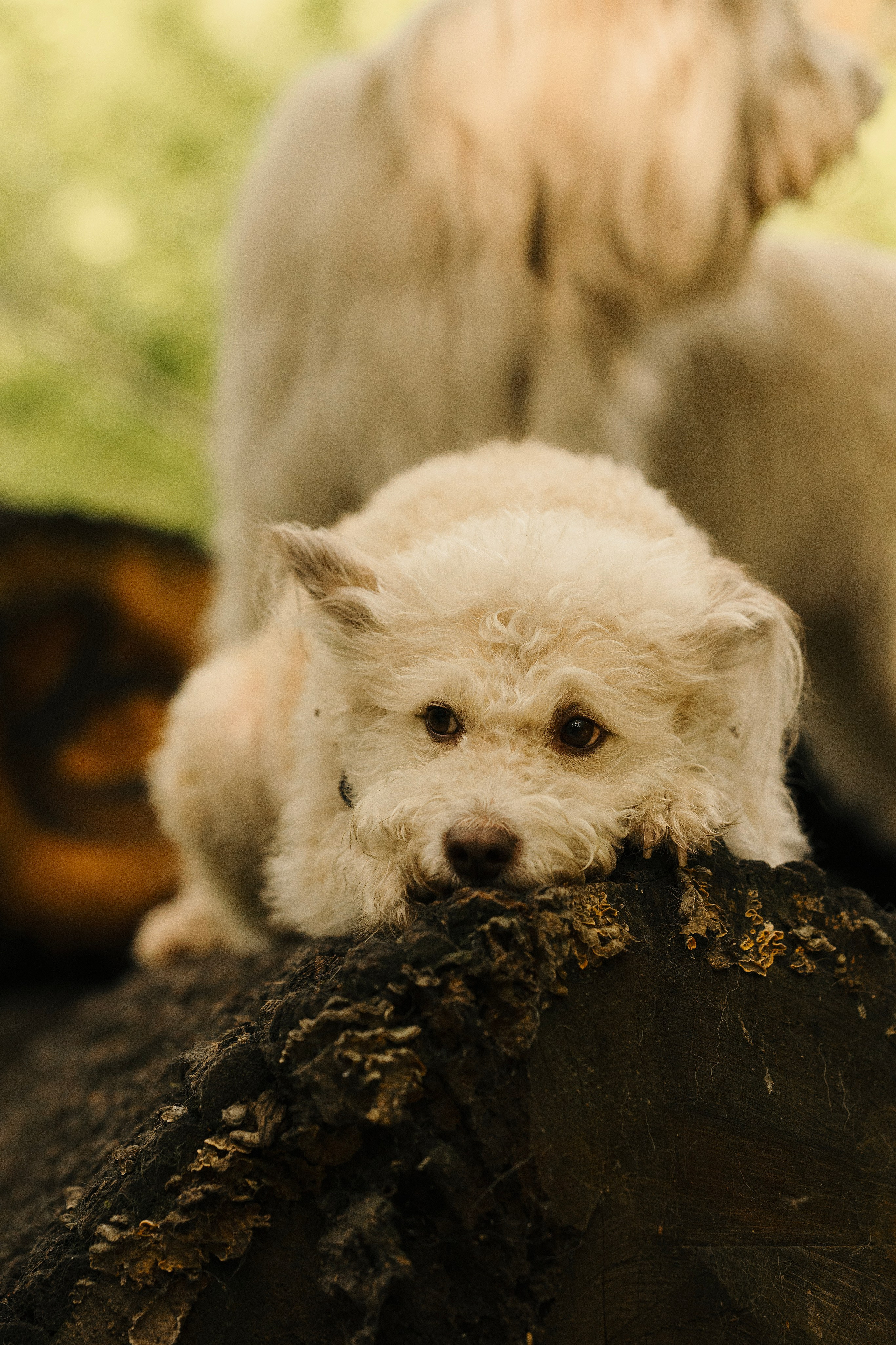Акиро и Йоши. Фотограф- анималист Александра Матвеева