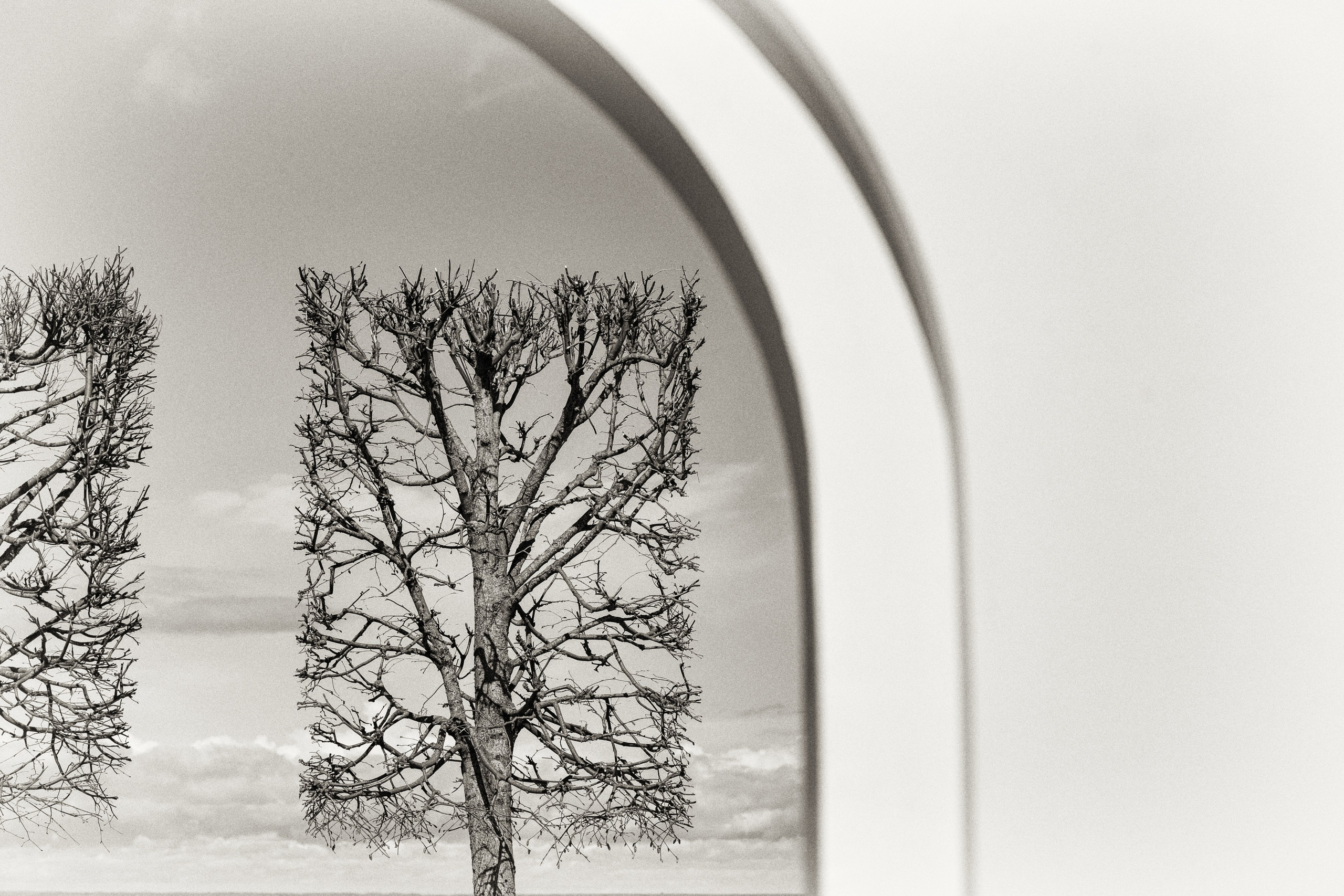 Деревья. Фотограф Ольга Дунаева