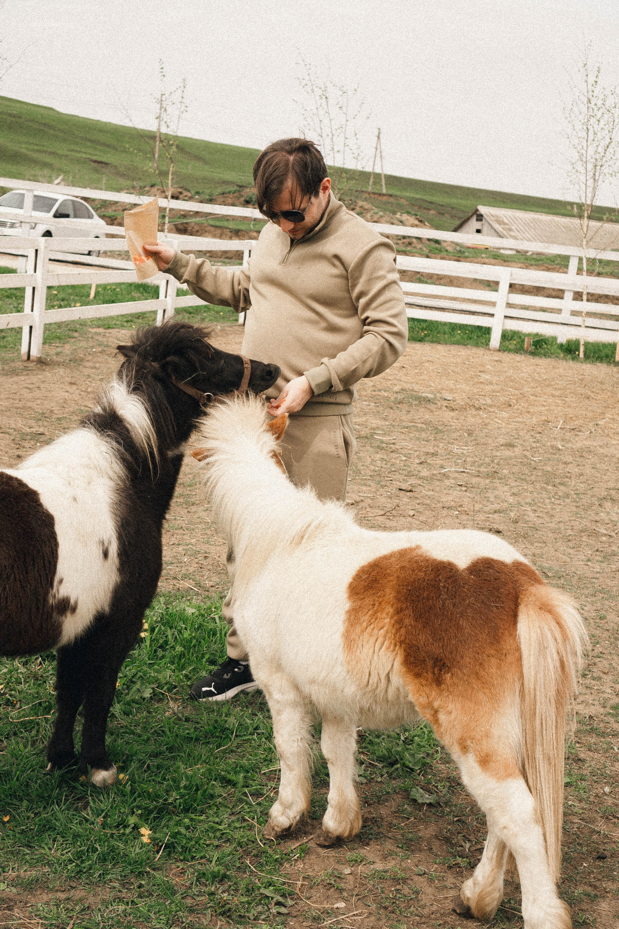 Ферма Альпак. Профессиональный фотограф, Санкт-Петербург — Виктория Богомолова