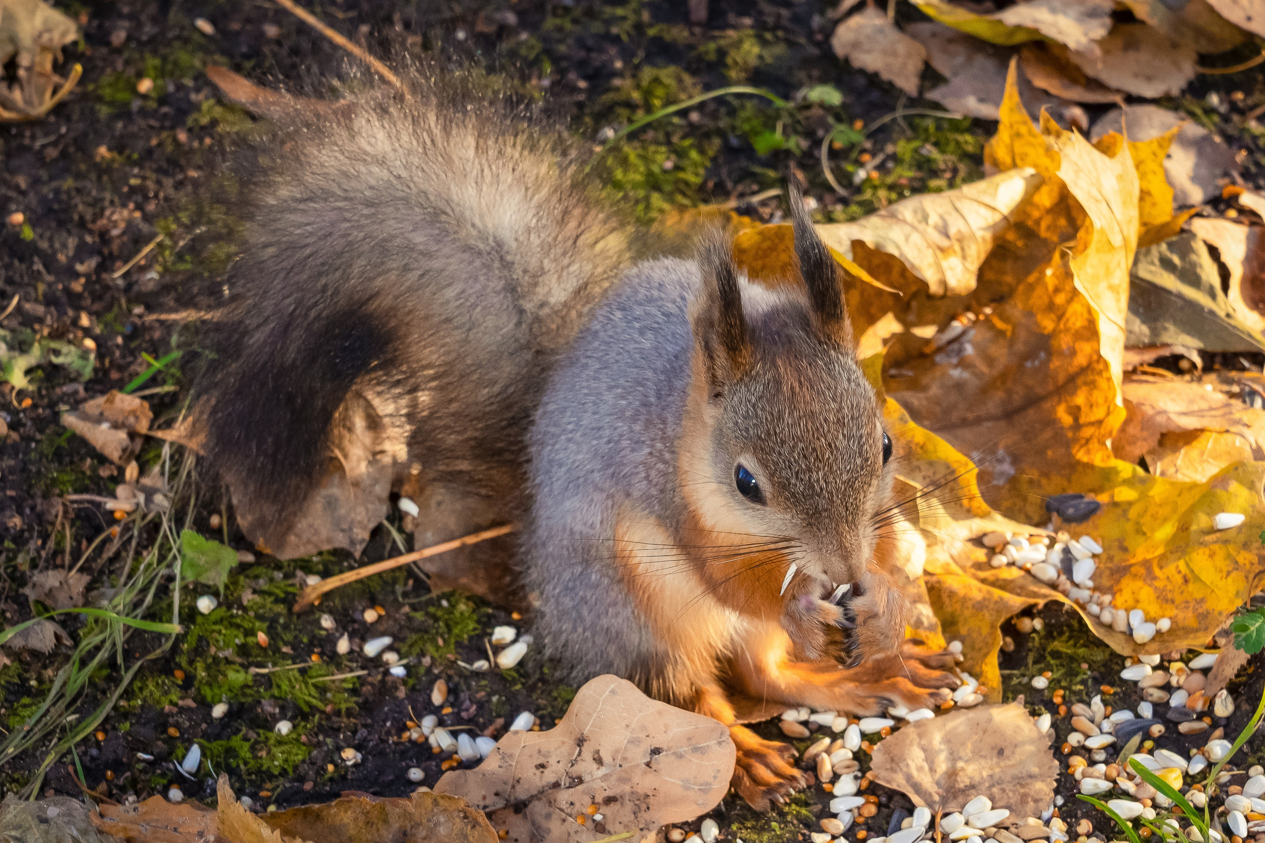 Дикая природа. Photomantis