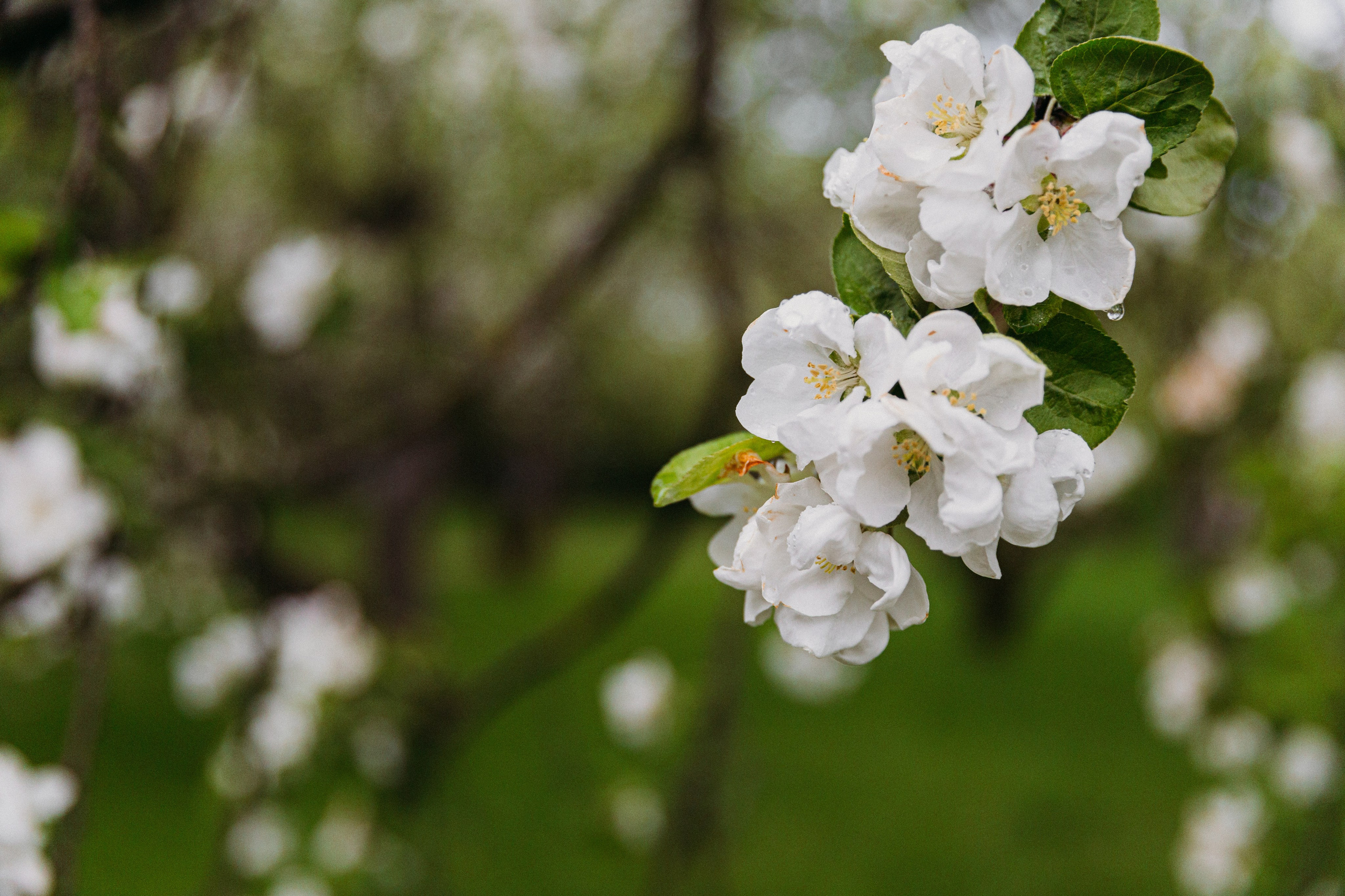 Таня в Коломенском. Фотограф-анималист в Москве Соломонова Варвара