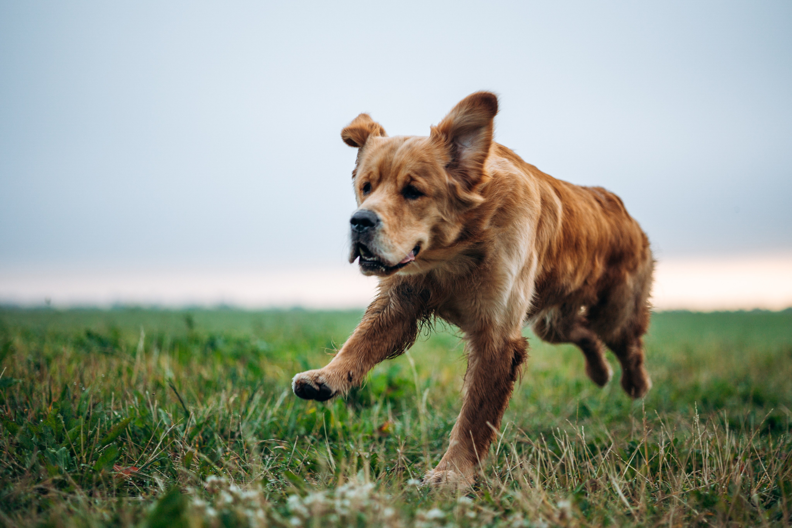 Аня и Ноллан. Фотограф — Анималист | Санкт-Петербург