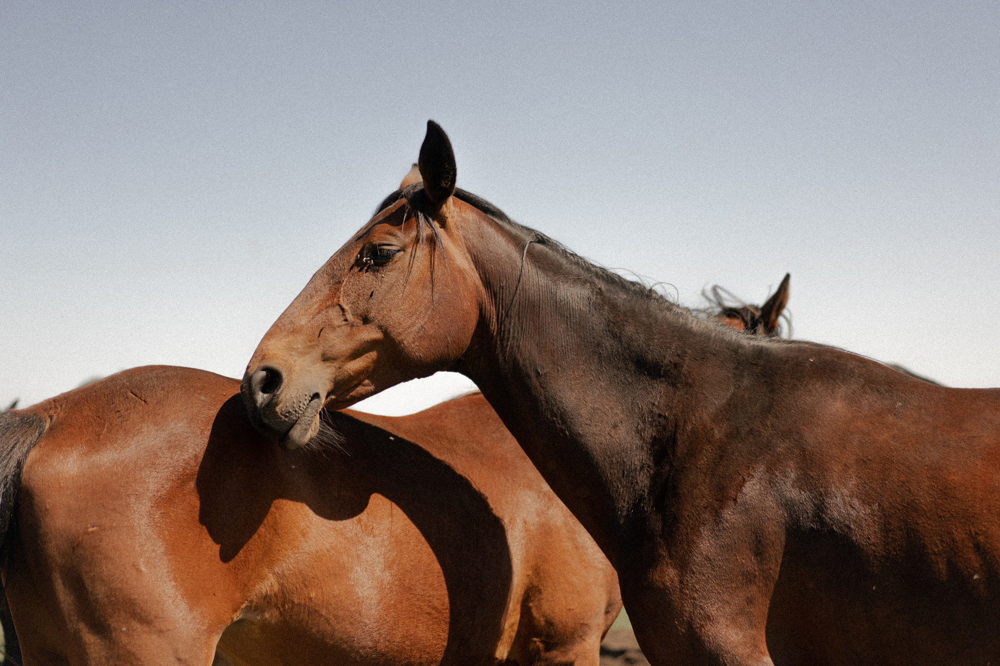 Бермамыт. Кавказ. Фотограф Милованова Александра
