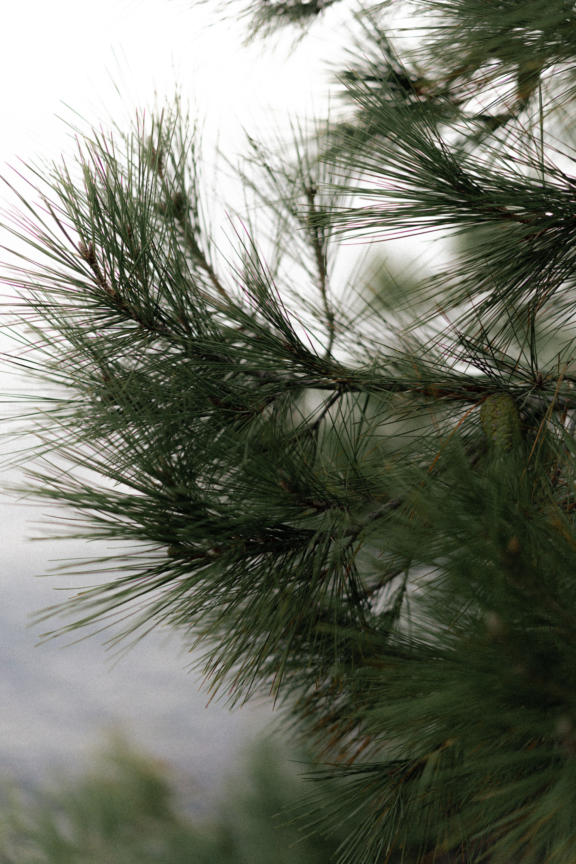 Принцевы острова. Фотограф Милованова Александра