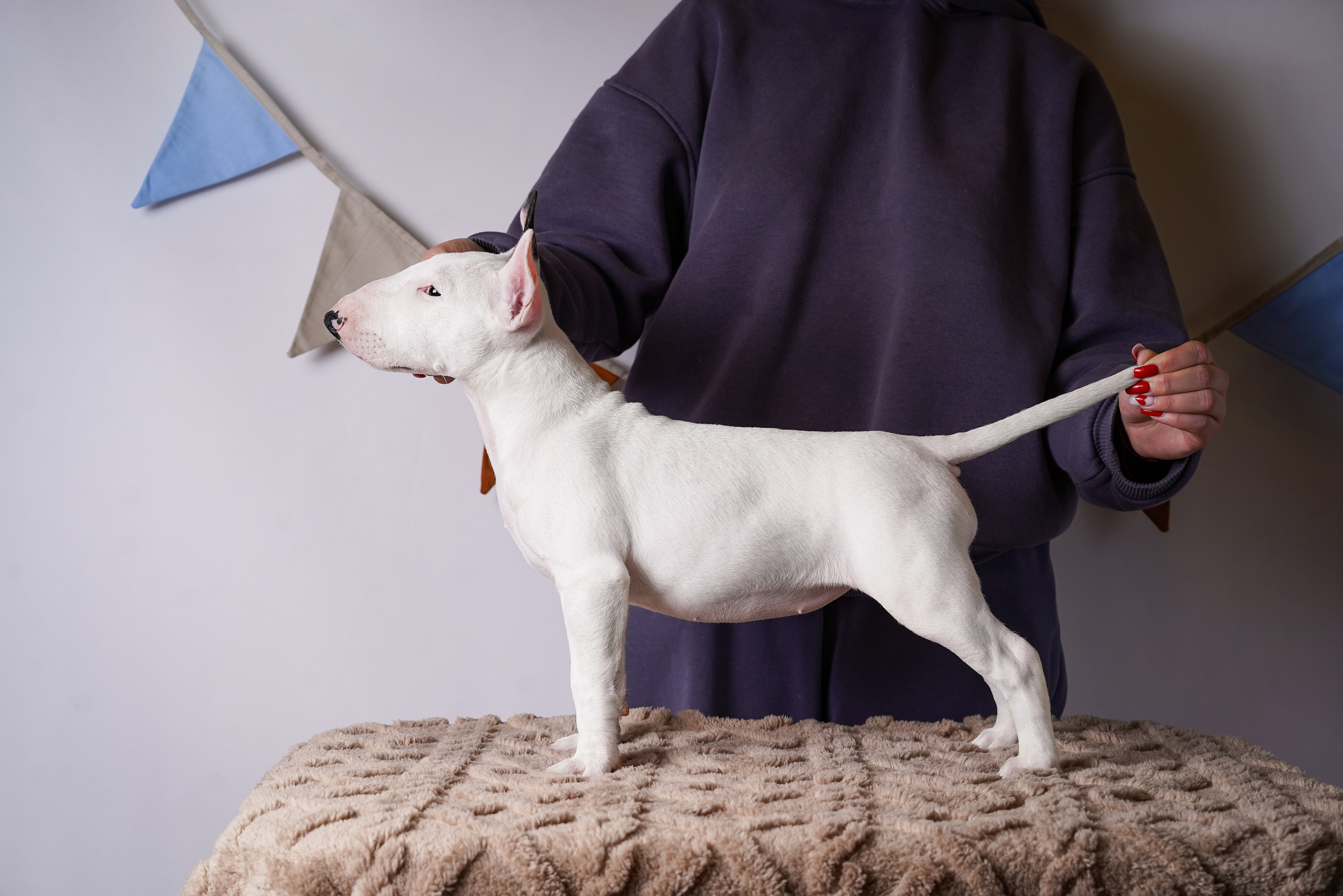 Щенки минибультерьера. Фотограф-анималист в Санкт-Петербурге Яна Мартынова