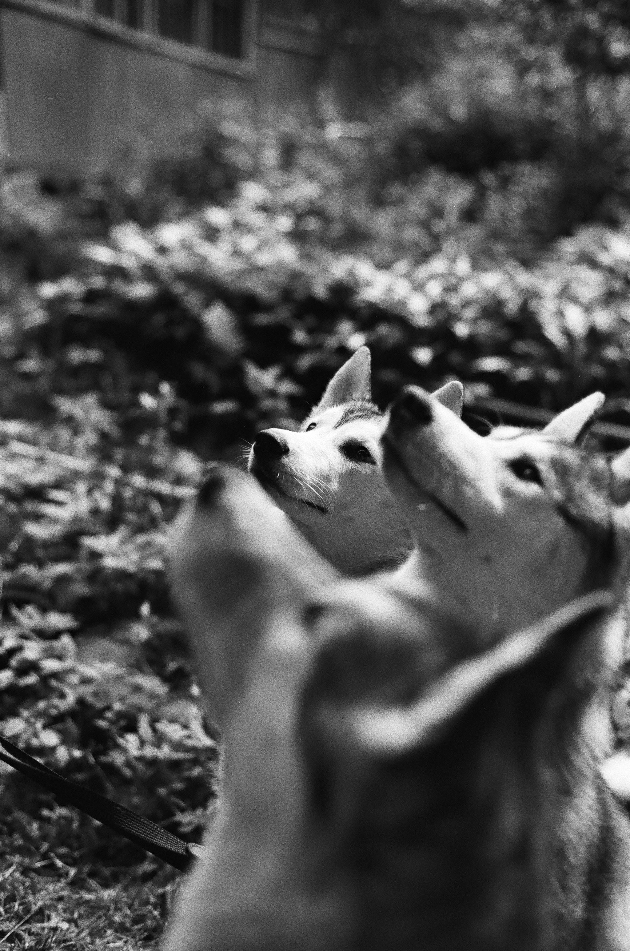 Film. Ruslan UI Dev Page