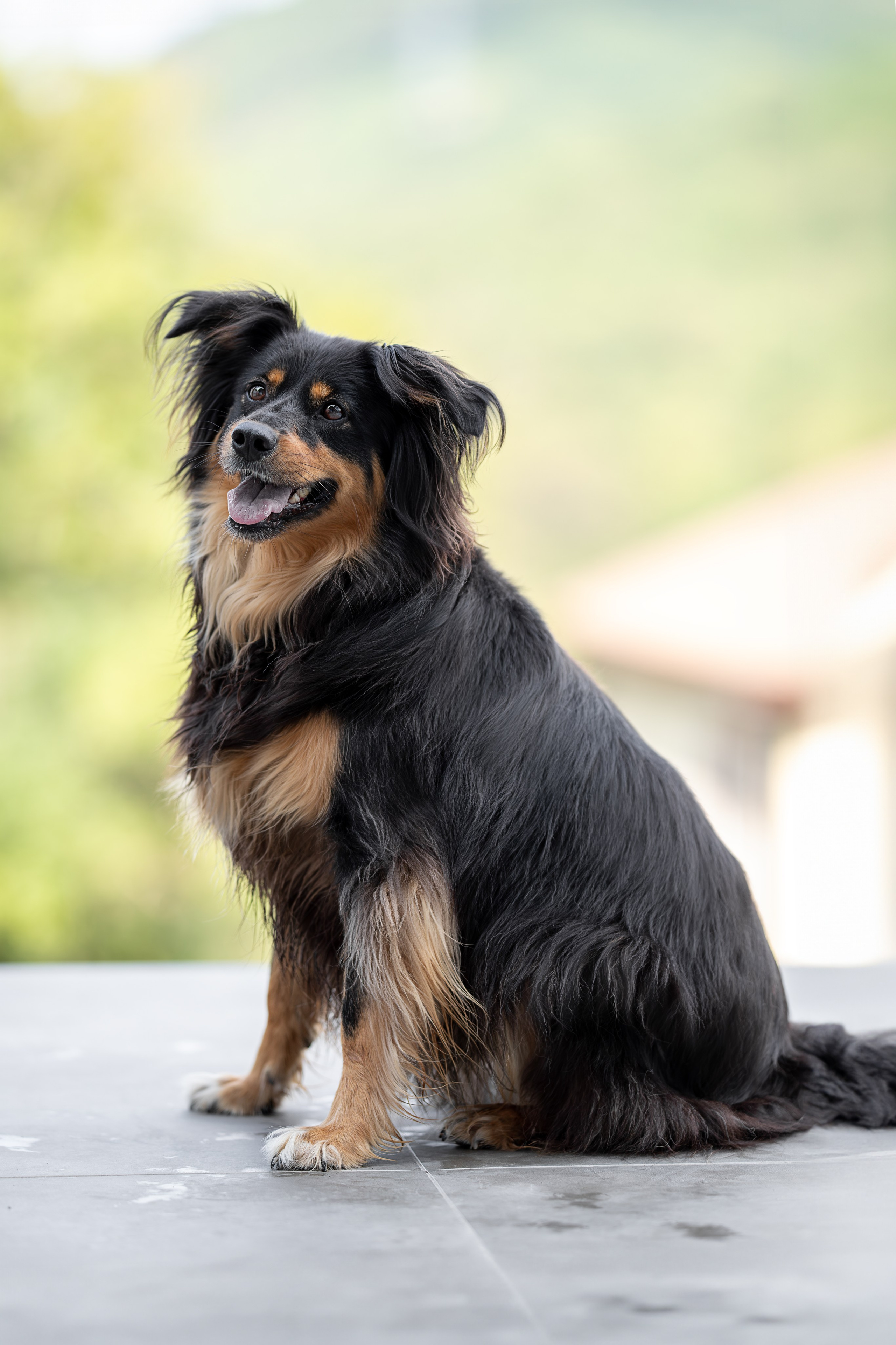 Мини-приют «Возрождение». Ирина Голомб|Фотограф-анималист в  Сочи и Калининграде