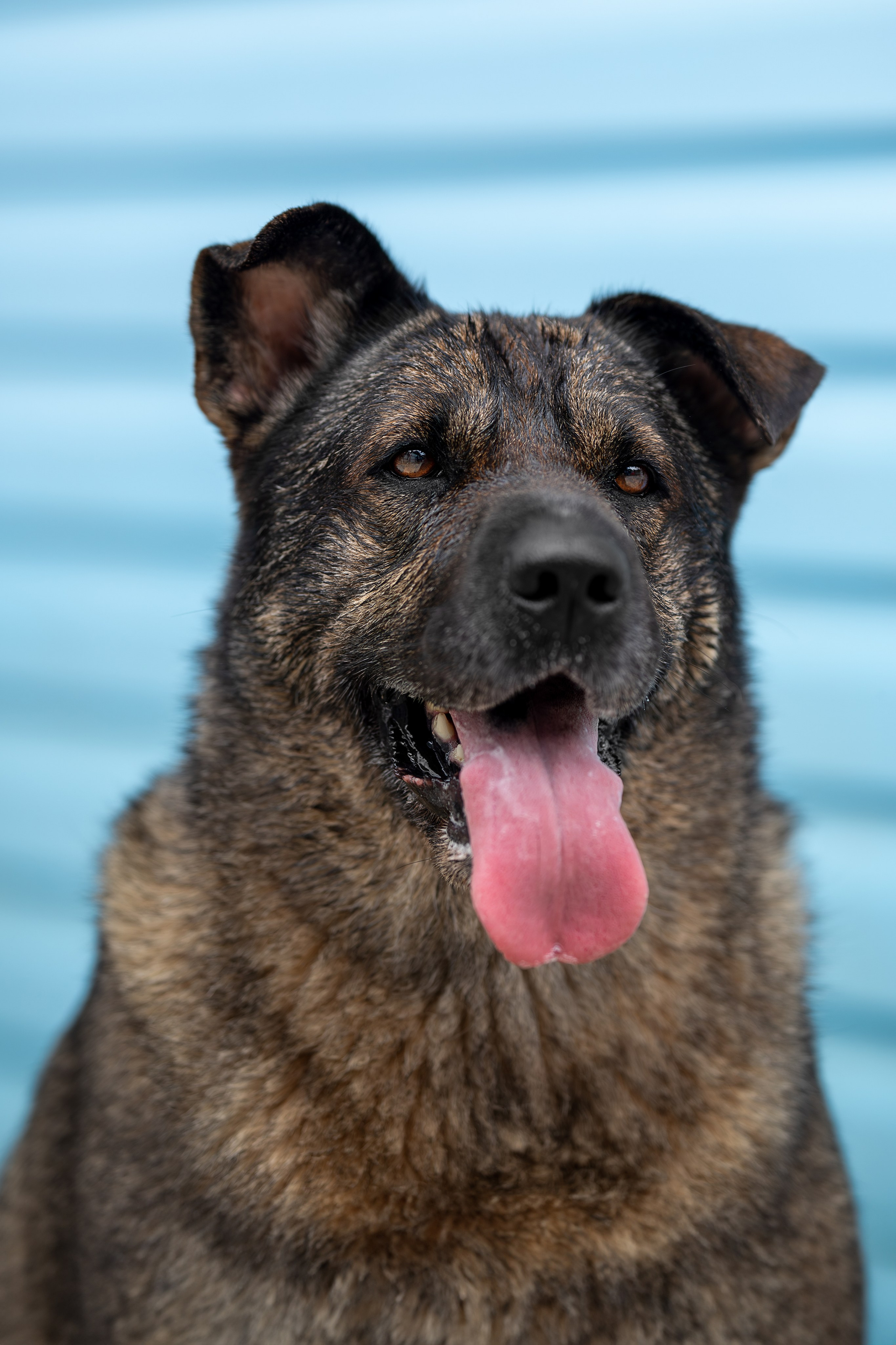 Мини-приют «Возрождение». Ирина Голомб|Фотограф-анималист в  Сочи и Калининграде