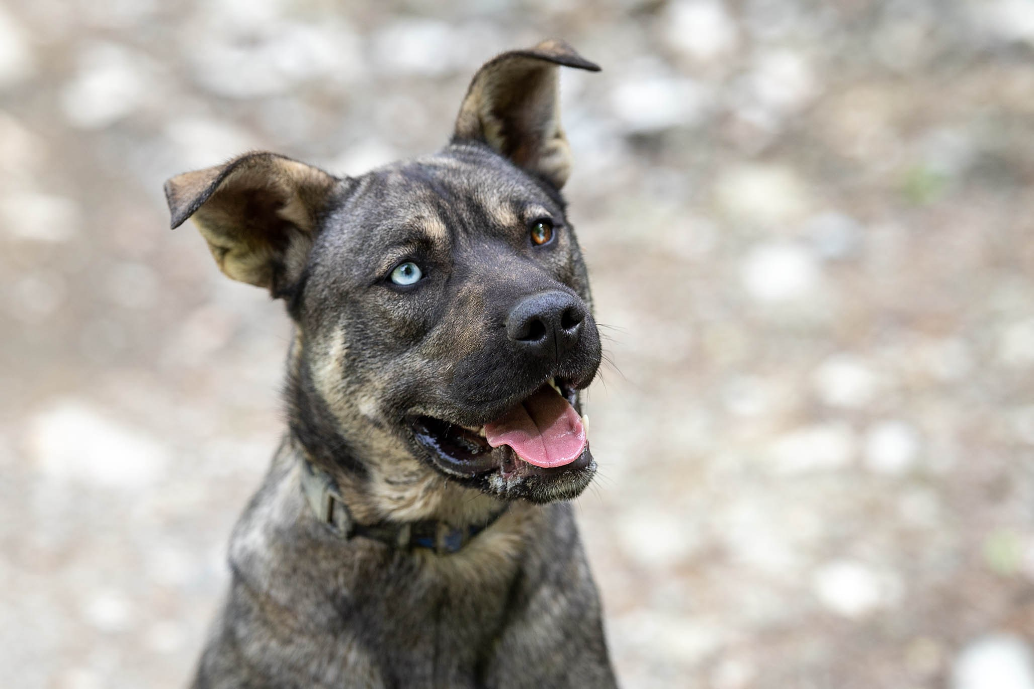 Кай и Герда. Ирина Голомб|Фотограф-анималист в  Сочи и Калининграде