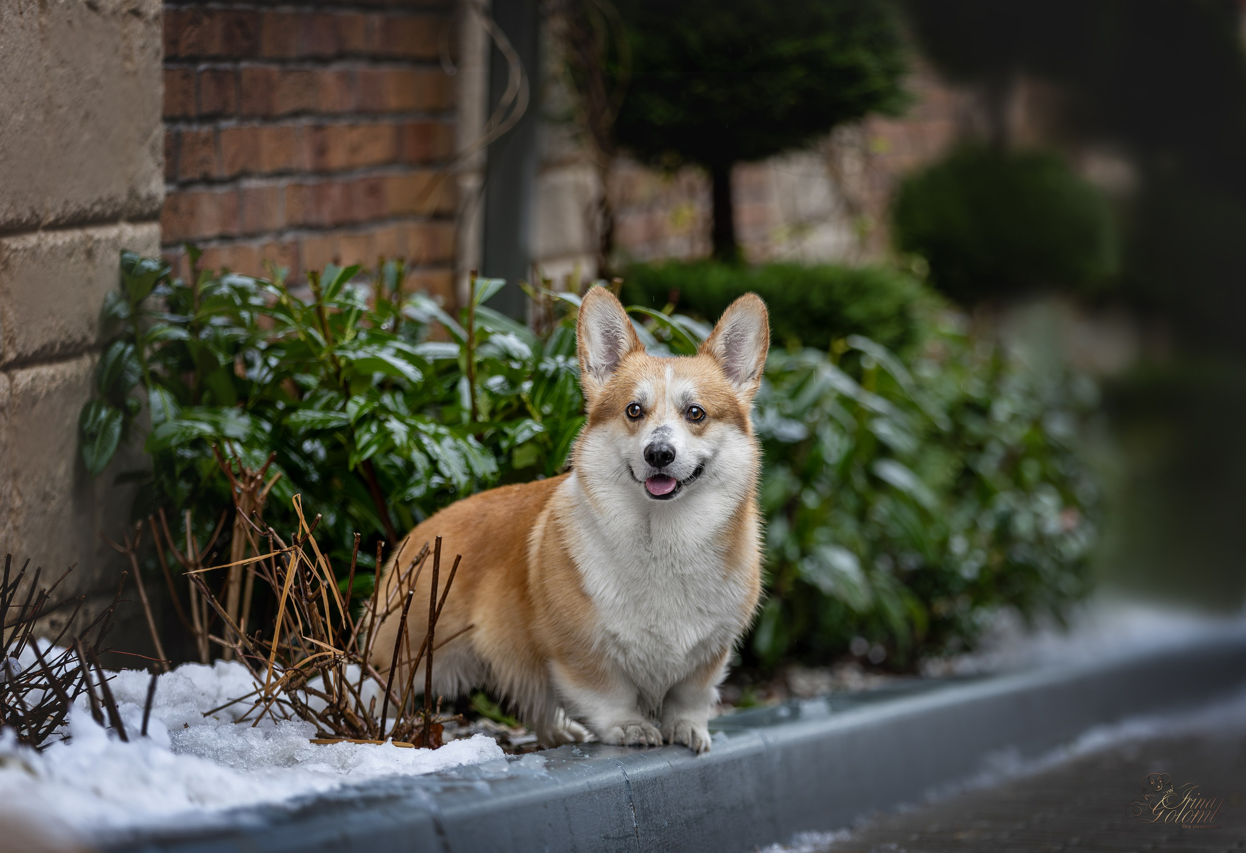 Гай, Корги-Пемброк. Ирина Голомб|Фотограф-анималист в  Сочи и Калининграде