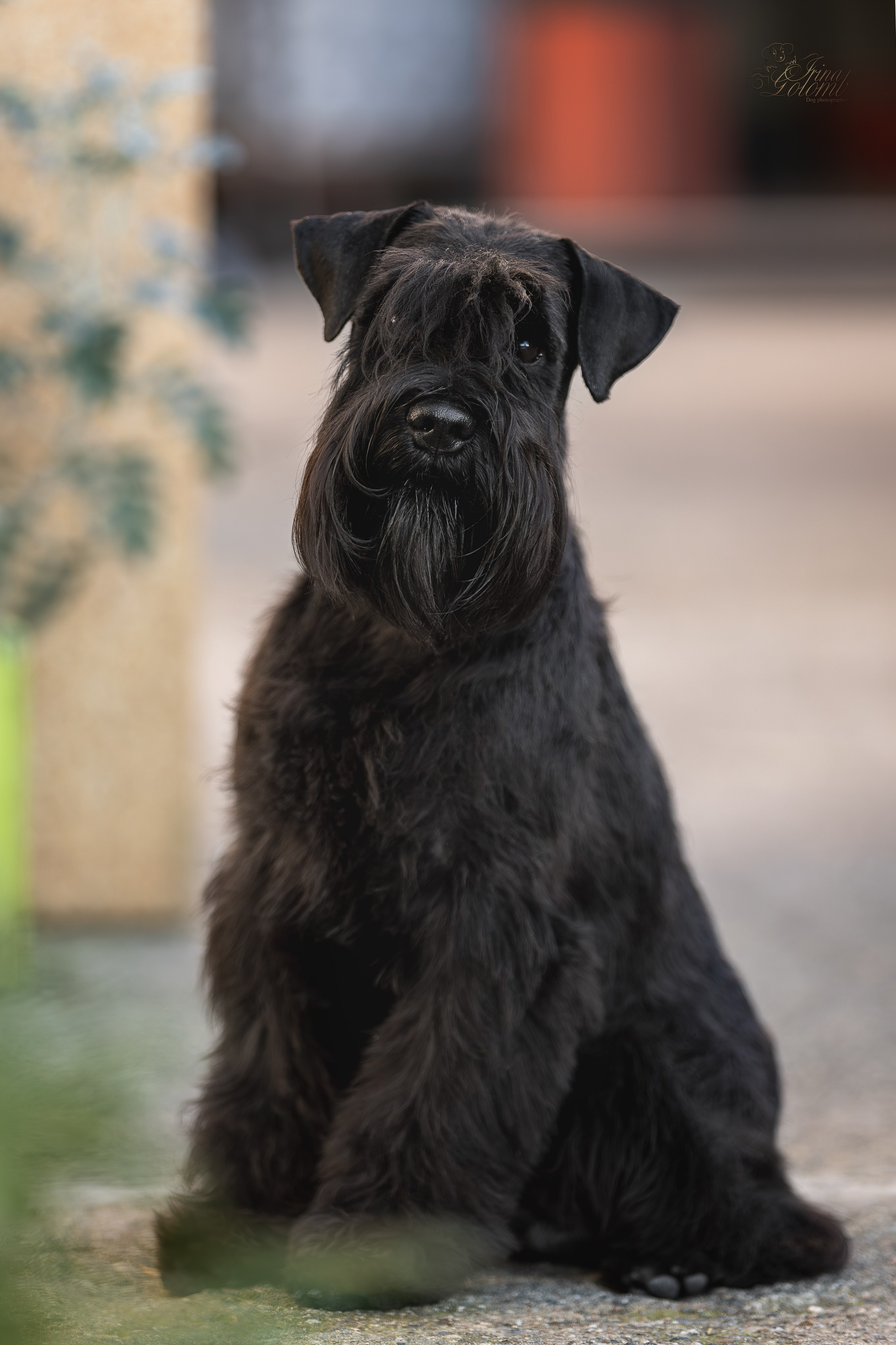 Выставка 25.02.2024. Ирина Голомб|Фотограф-анималист в  Сочи и Калининграде