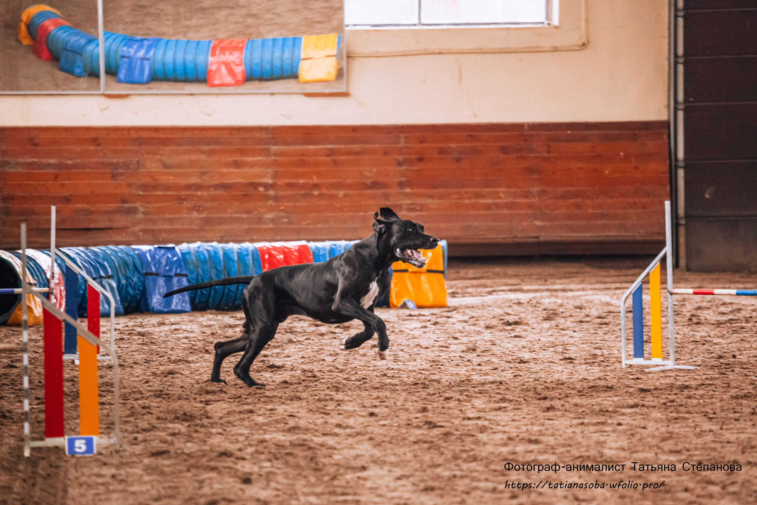 Соревнования по Аджилити 25.02.2024. Фотограф-анималист Татьяна Степанова
