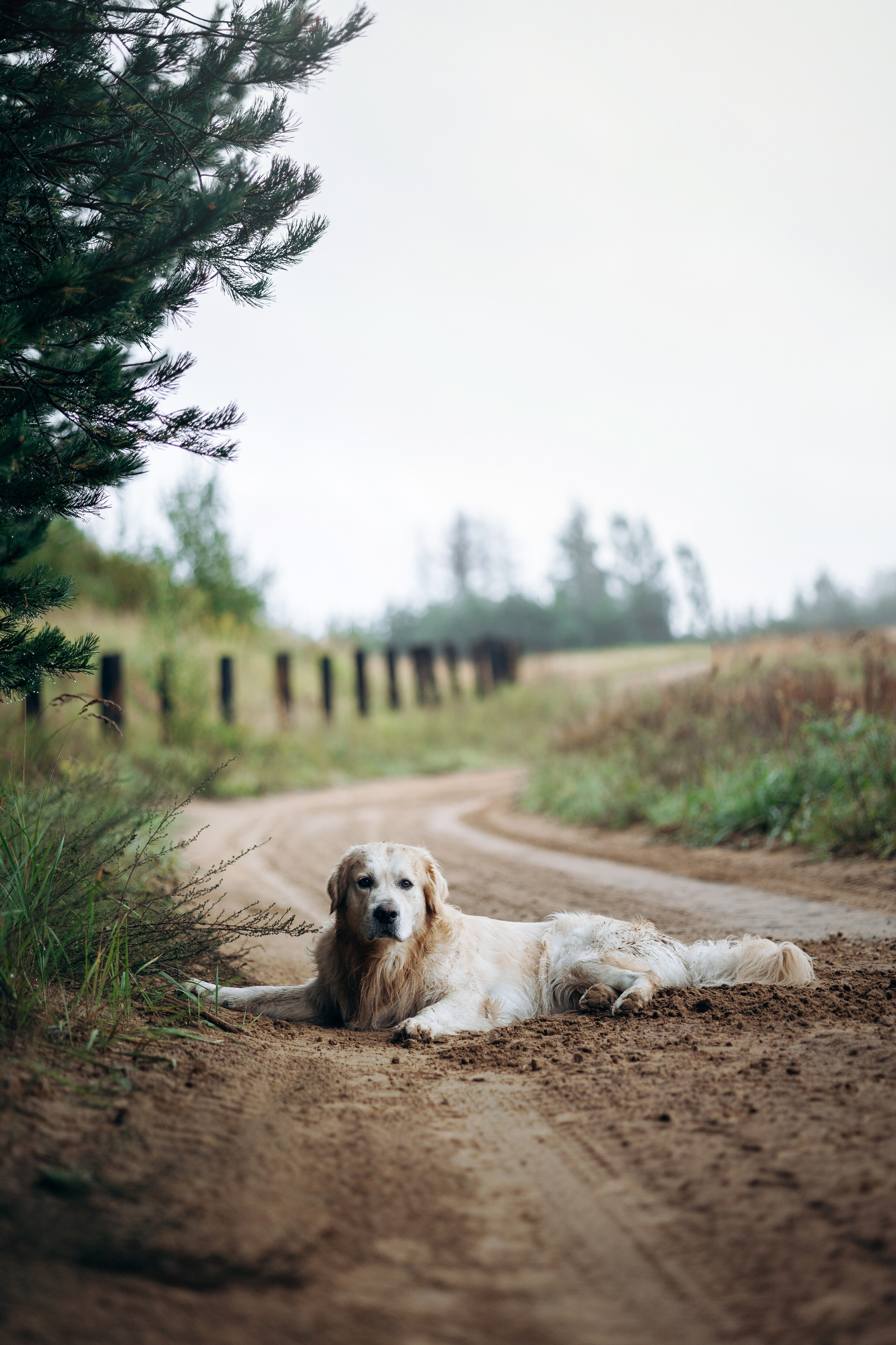 Лёва и его семья. Фотограф — Анималист | Санкт-Петербург