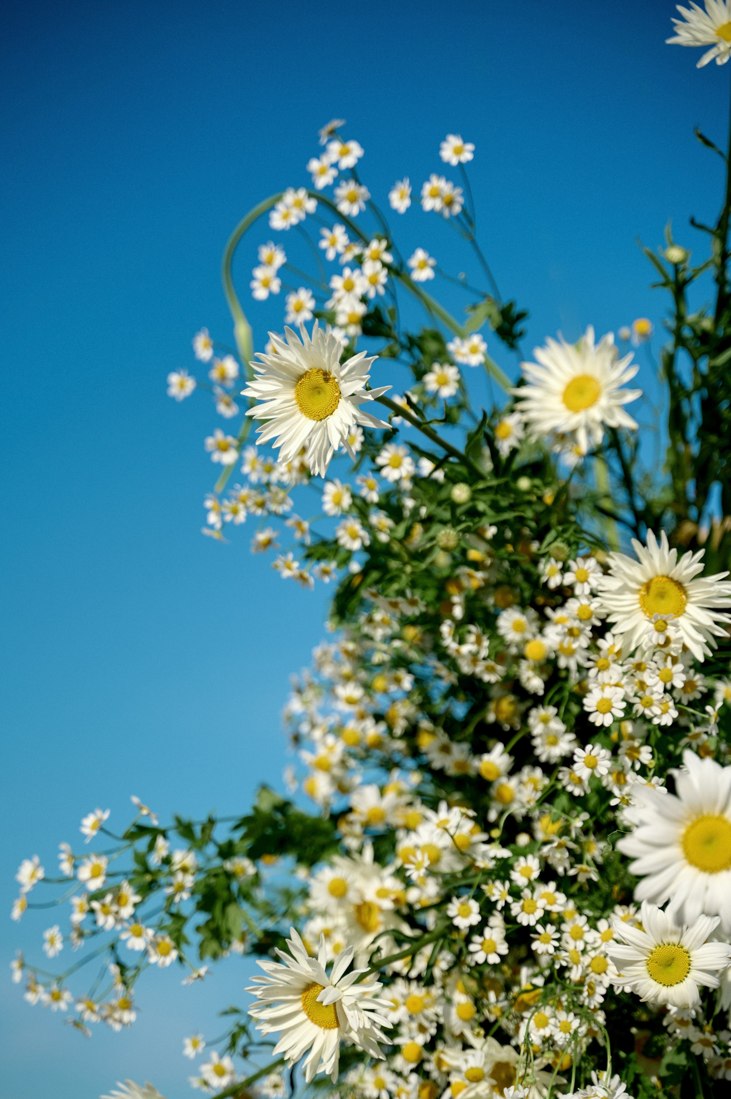 Летняя история. Анна Гончарова свадебный и репортажный фотограф в Москве