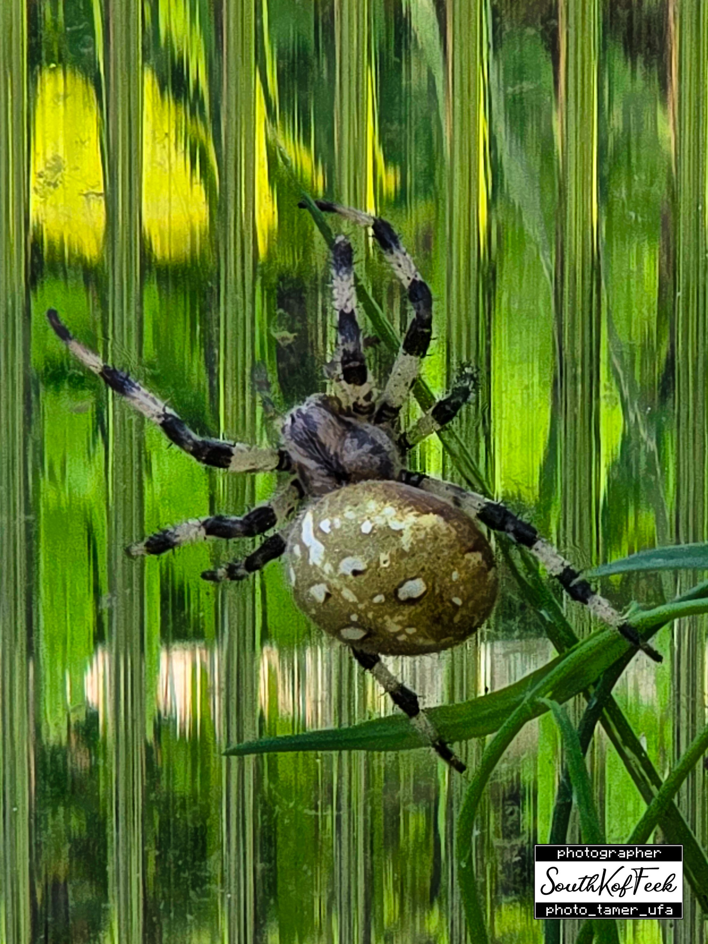 Фотосессии животных. Photo Tamer Ufa