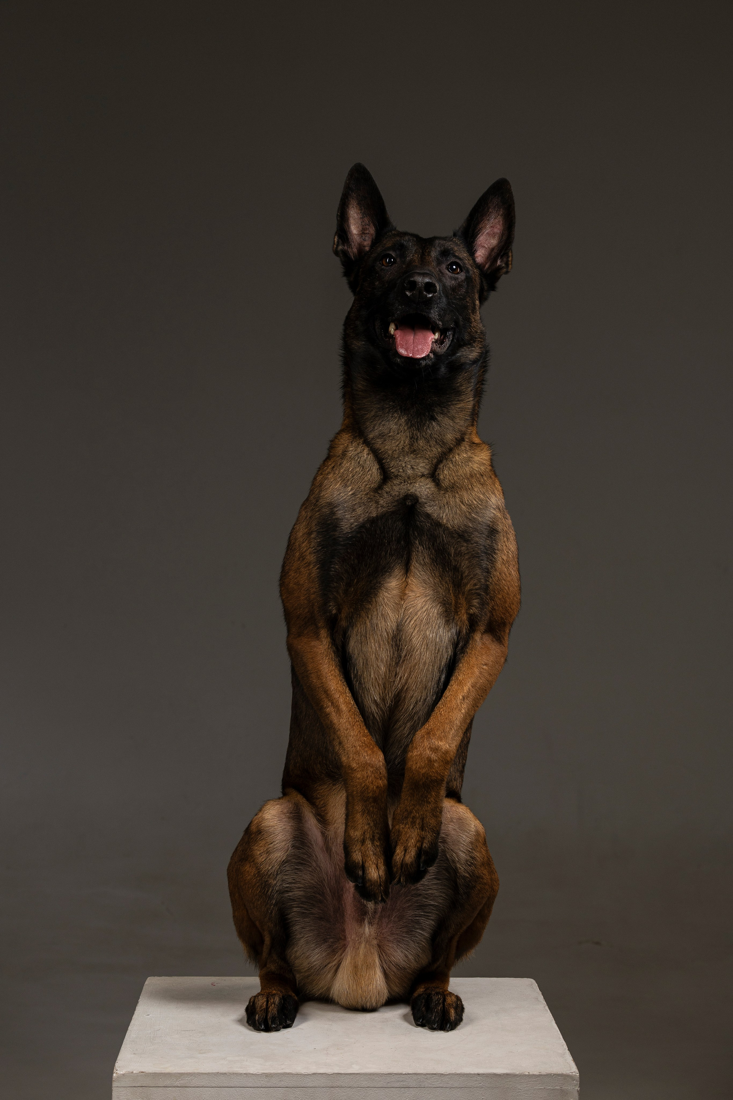 Студия. Фотограф-анималист Анна Маринич