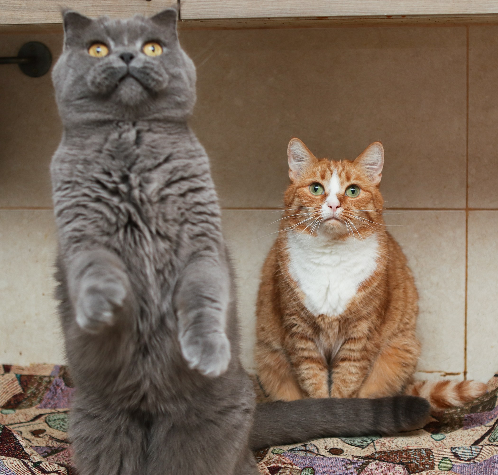 Кошки. Фотограф-анималист Полина Колкова | Москва