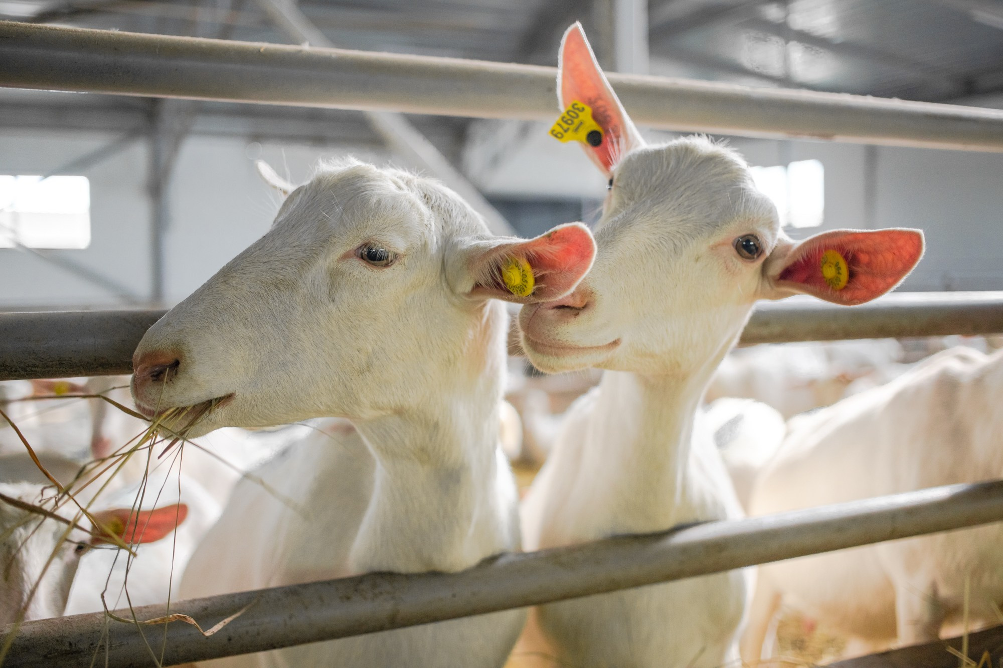 Козья ферма. Репортажный, промышленный и маркетплейс-фотограф Дмитрий Чернат