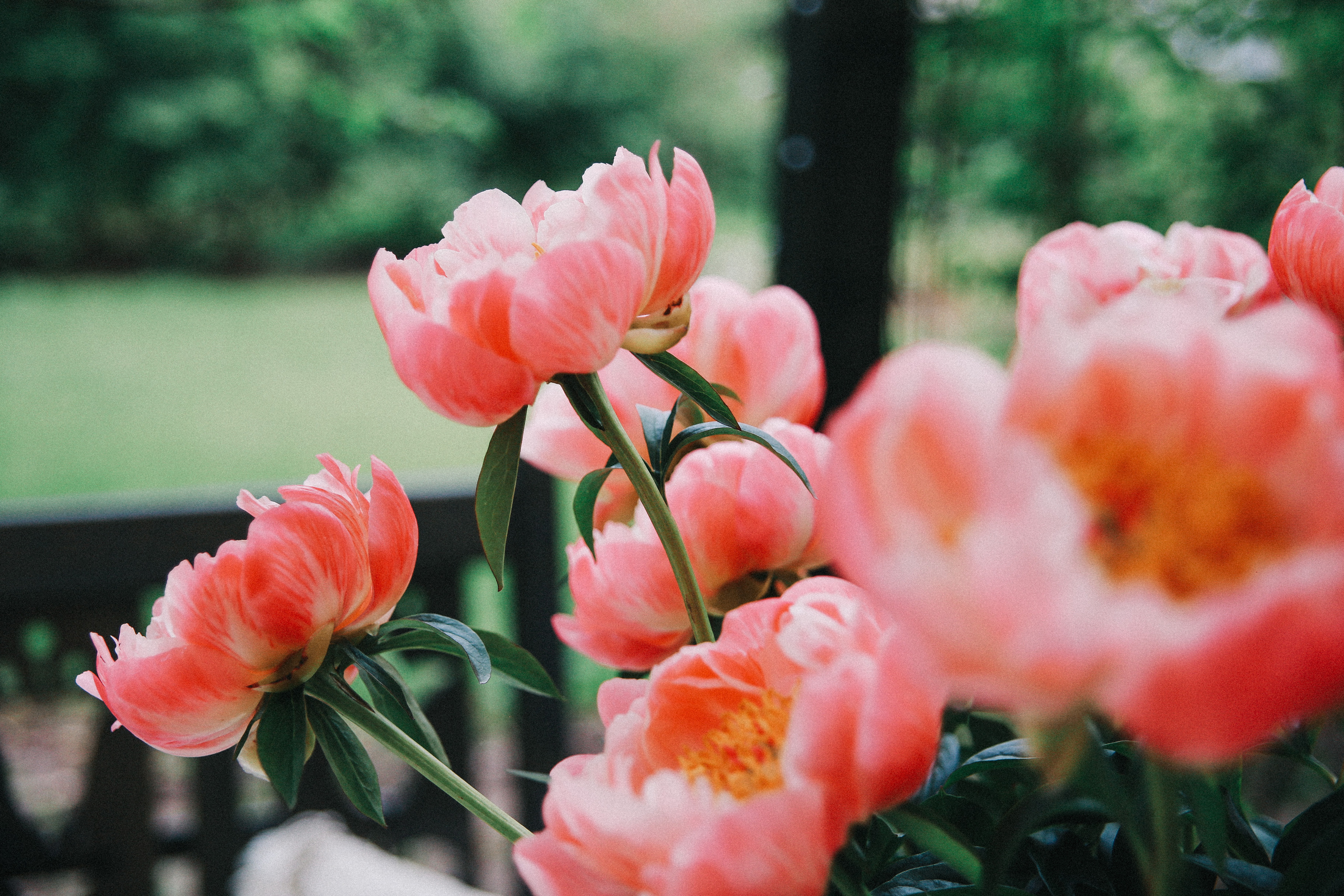 Сад Ракицкого. Фотограф в Серпухове и Тарусе Ксения Царёва
