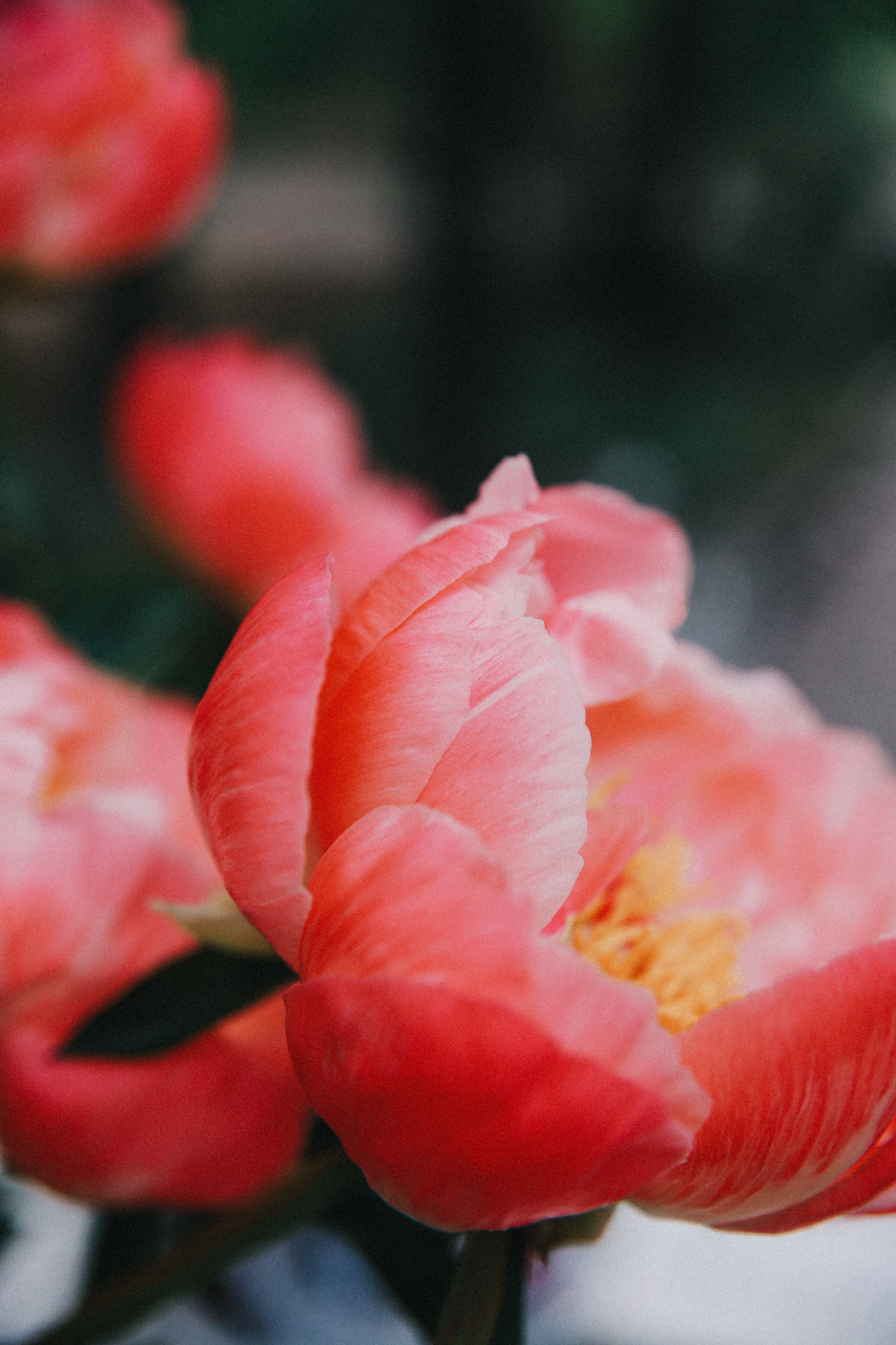 Сад Ракицкого. Фотограф в Серпухове и Тарусе Ксения Царёва