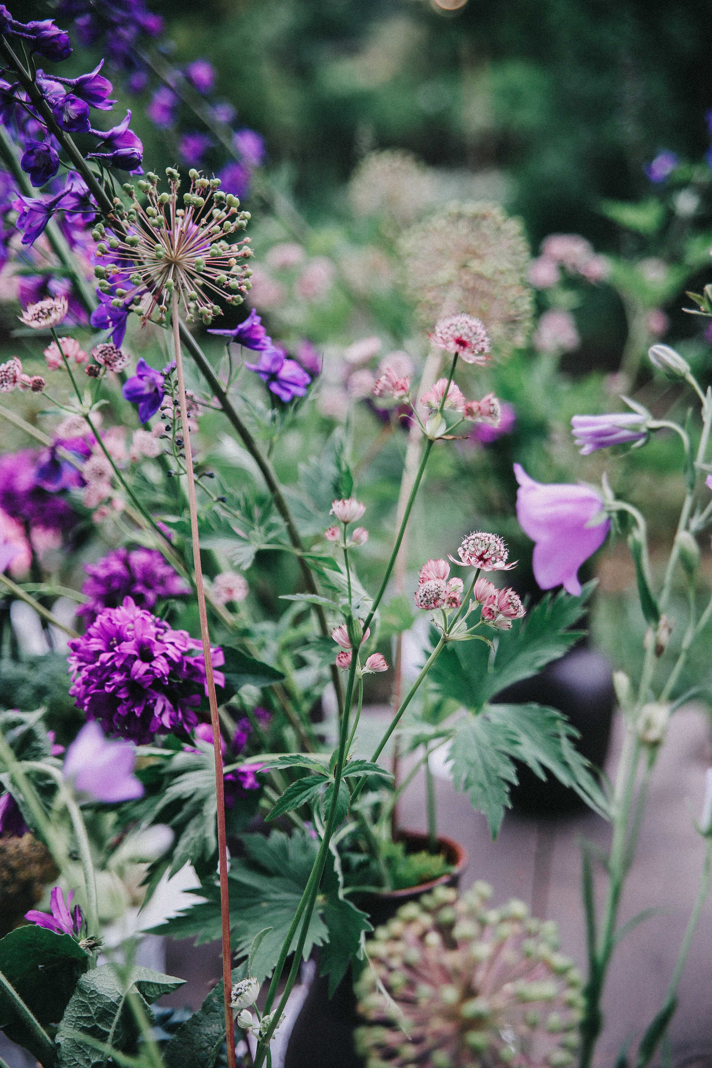 Сад Ракицкого. Фотограф в Серпухове и Тарусе Ксения Царёва