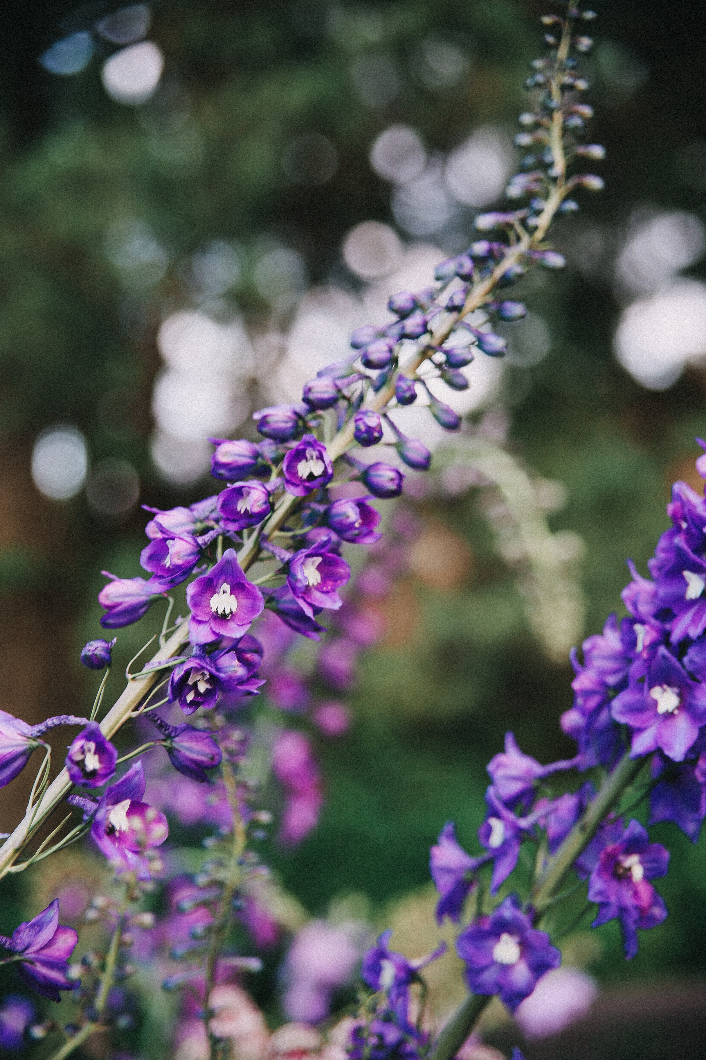 Сад Ракицкого. Фотограф в Серпухове и Тарусе Ксения Царёва