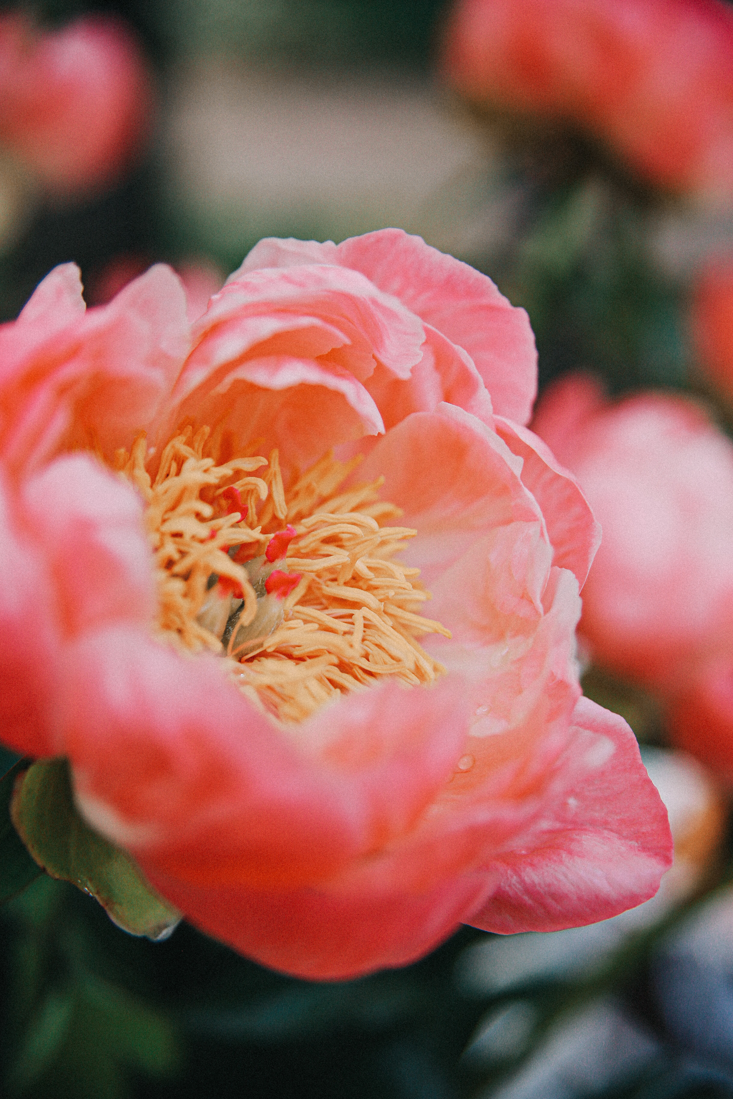 Сад Ракицкого. Фотограф в Серпухове и Тарусе Ксения Царёва