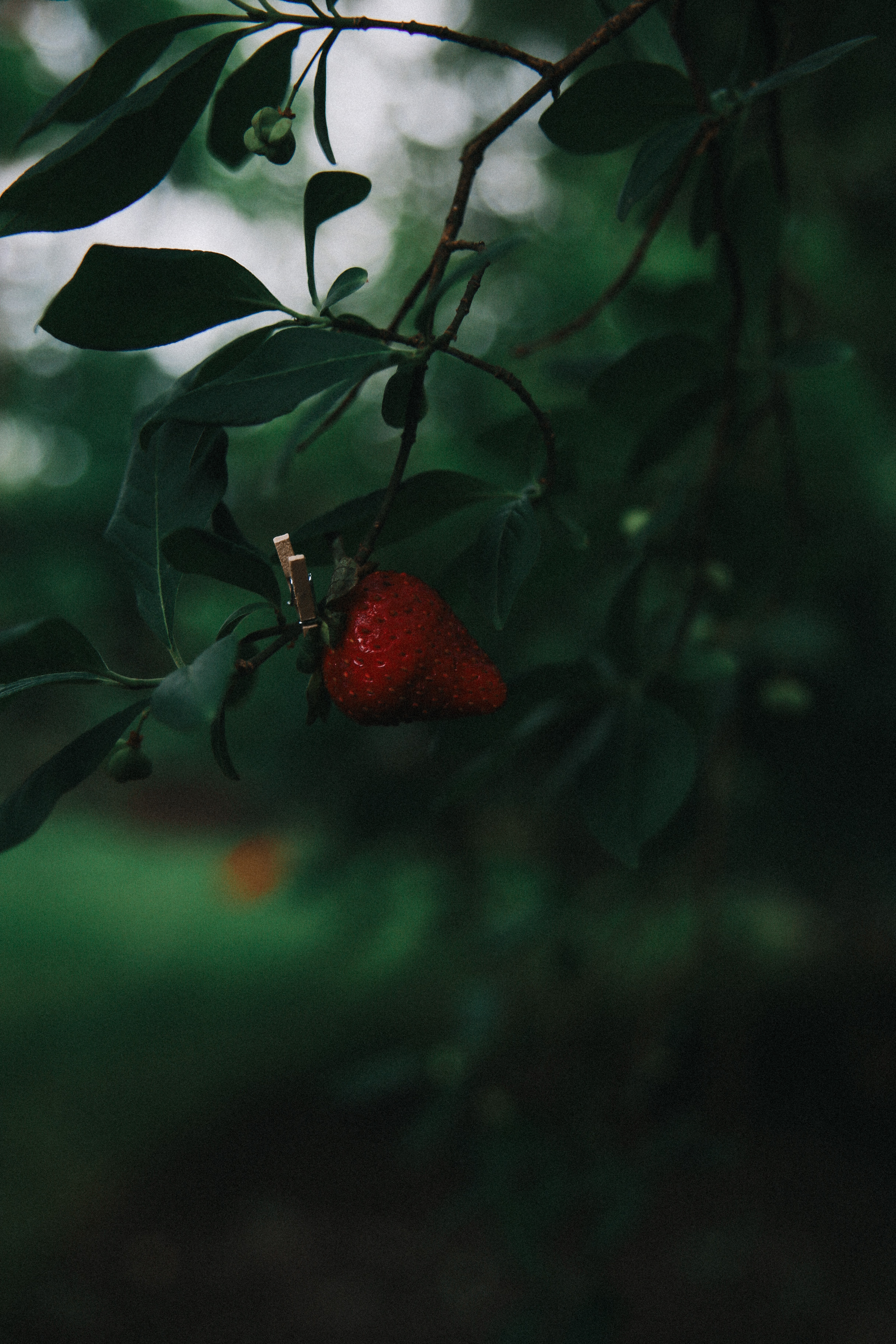 Сад Ракицкого. Фотограф в Серпухове и Тарусе Ксения Царёва
