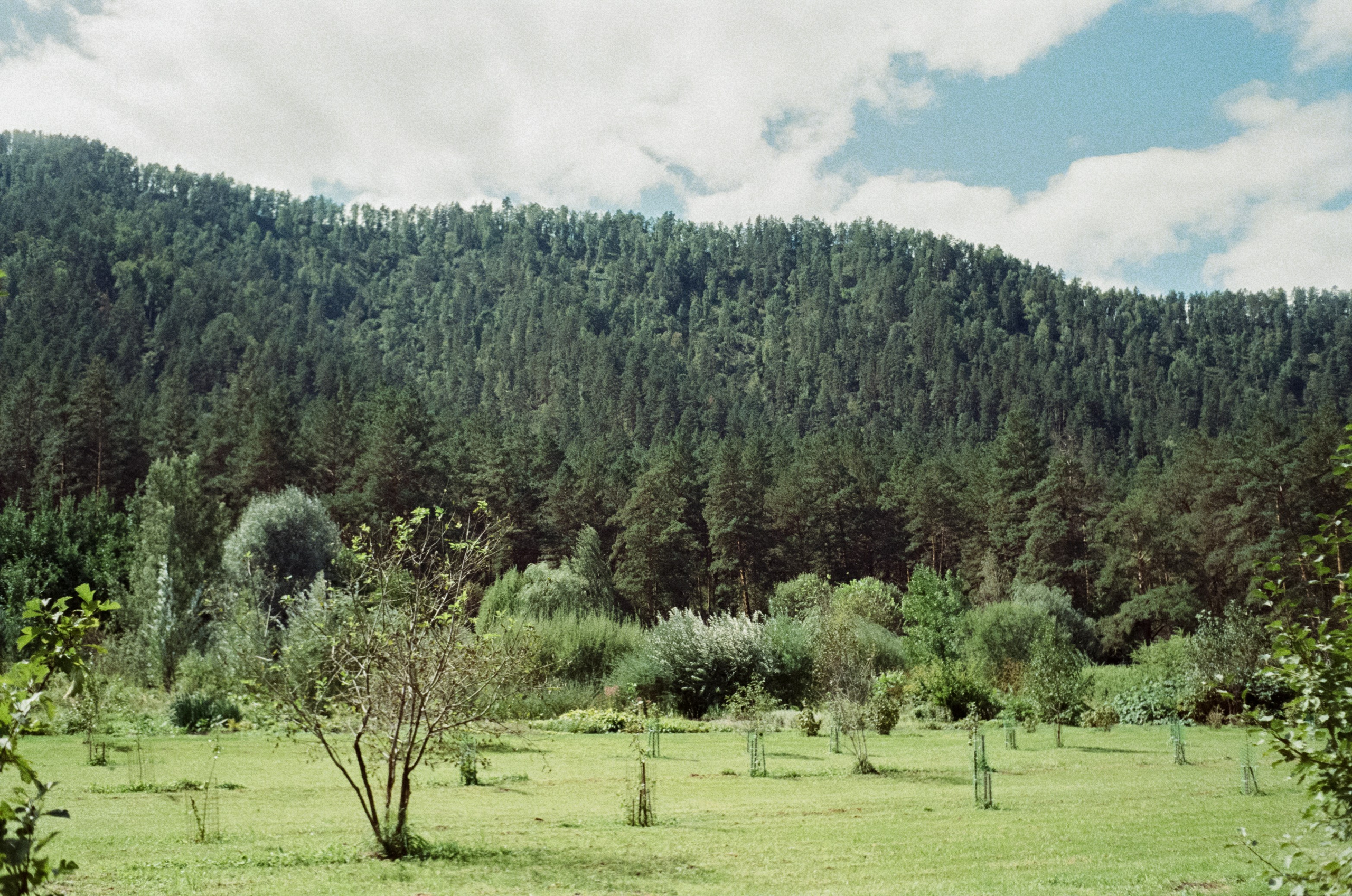 Горно-алтайский ботанический сад, база Кедровый остров / 27 августа 2024 года