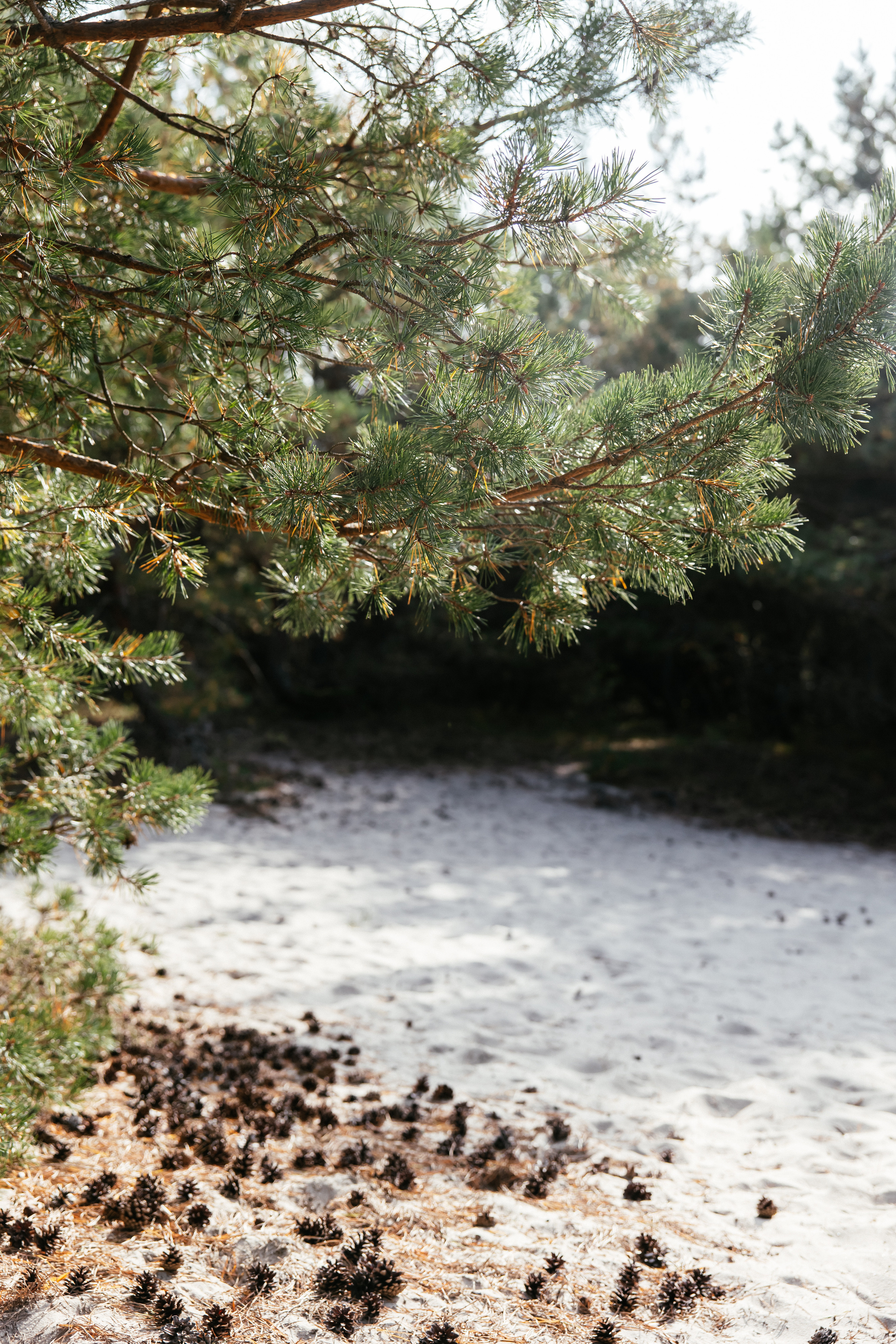 Калининградская область. Свадебный и репортажный фотограф в Москве Владимир Сергеев | Naysaikolo