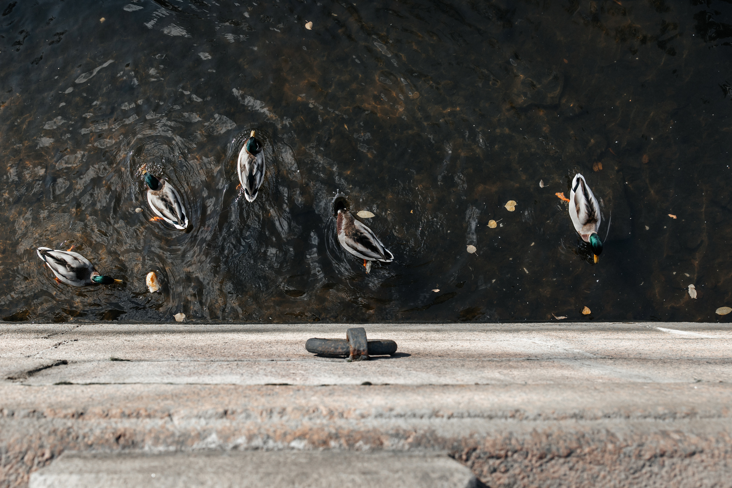Санкт-Петербург. Свадебный и репортажный фотограф в Москве Владимир Сергеев | Naysaikolo