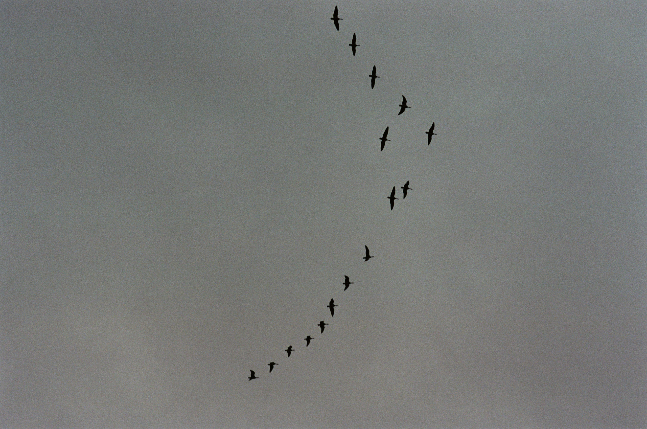 Bloodline // iceland, 1. EVER EXPOSED