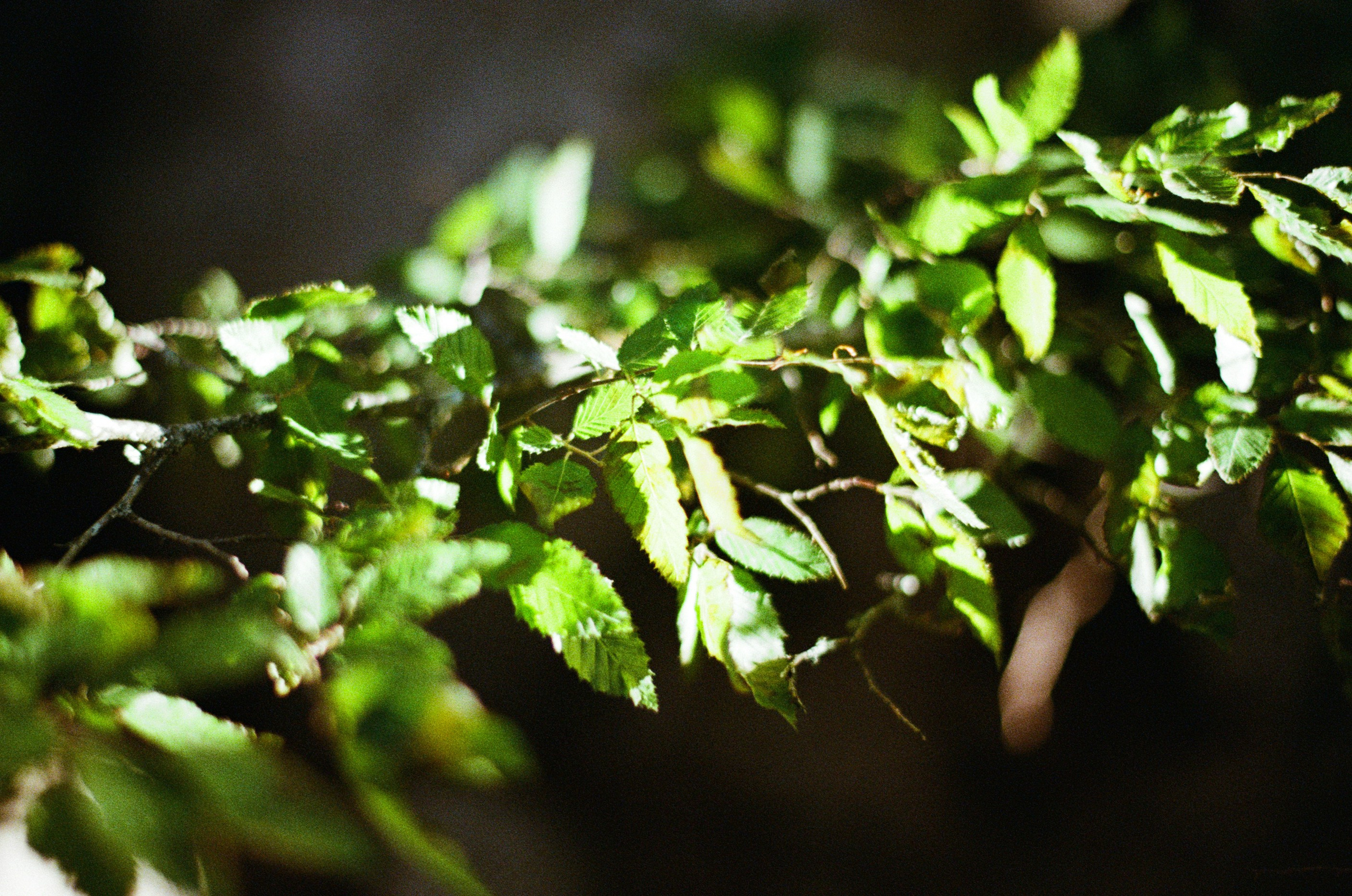 Silver strings // ukraine, crimea VII. EVER EXPOSED