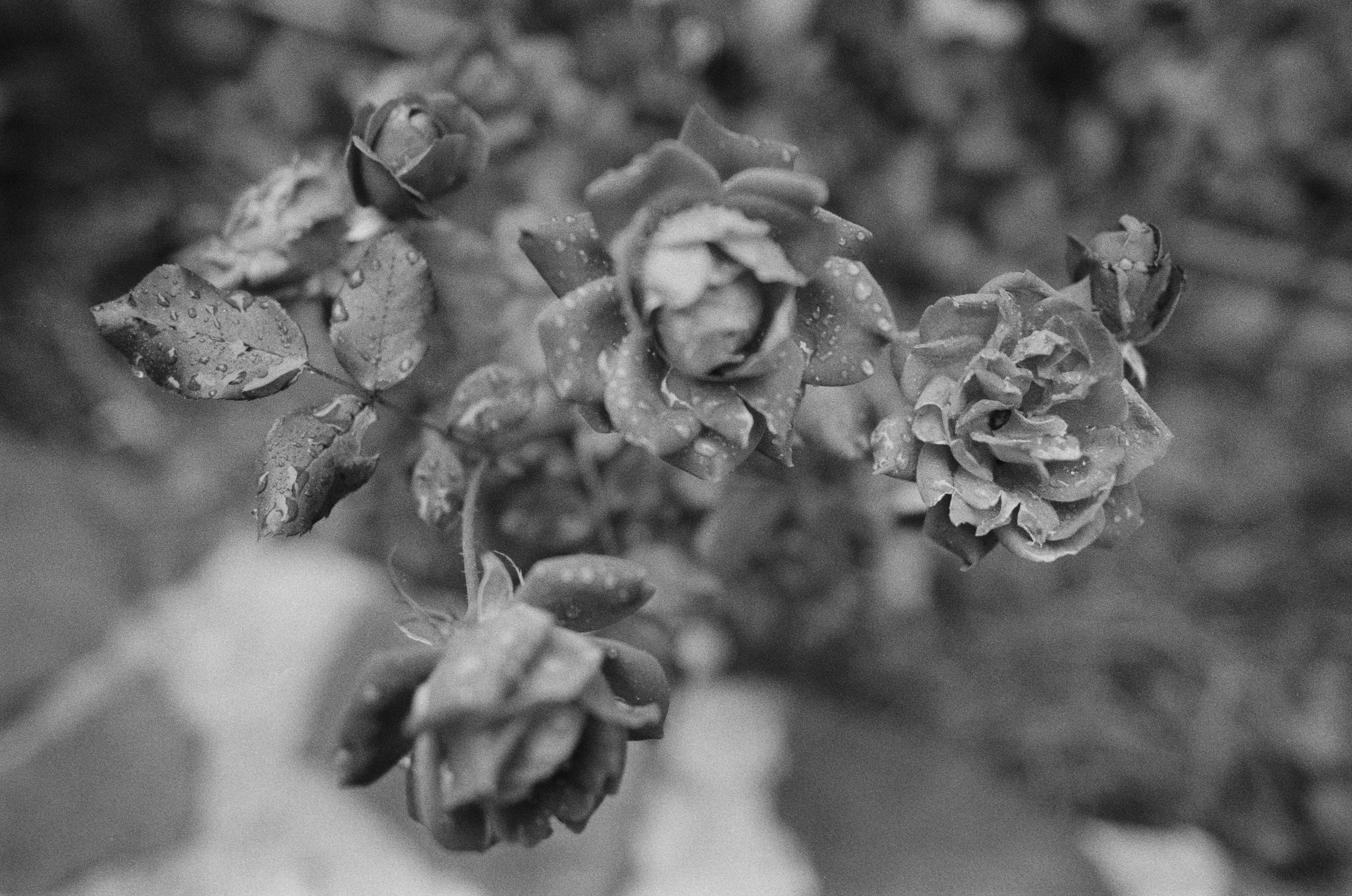 Are you coming // italy, rocca pietore. EVER EXPOSED