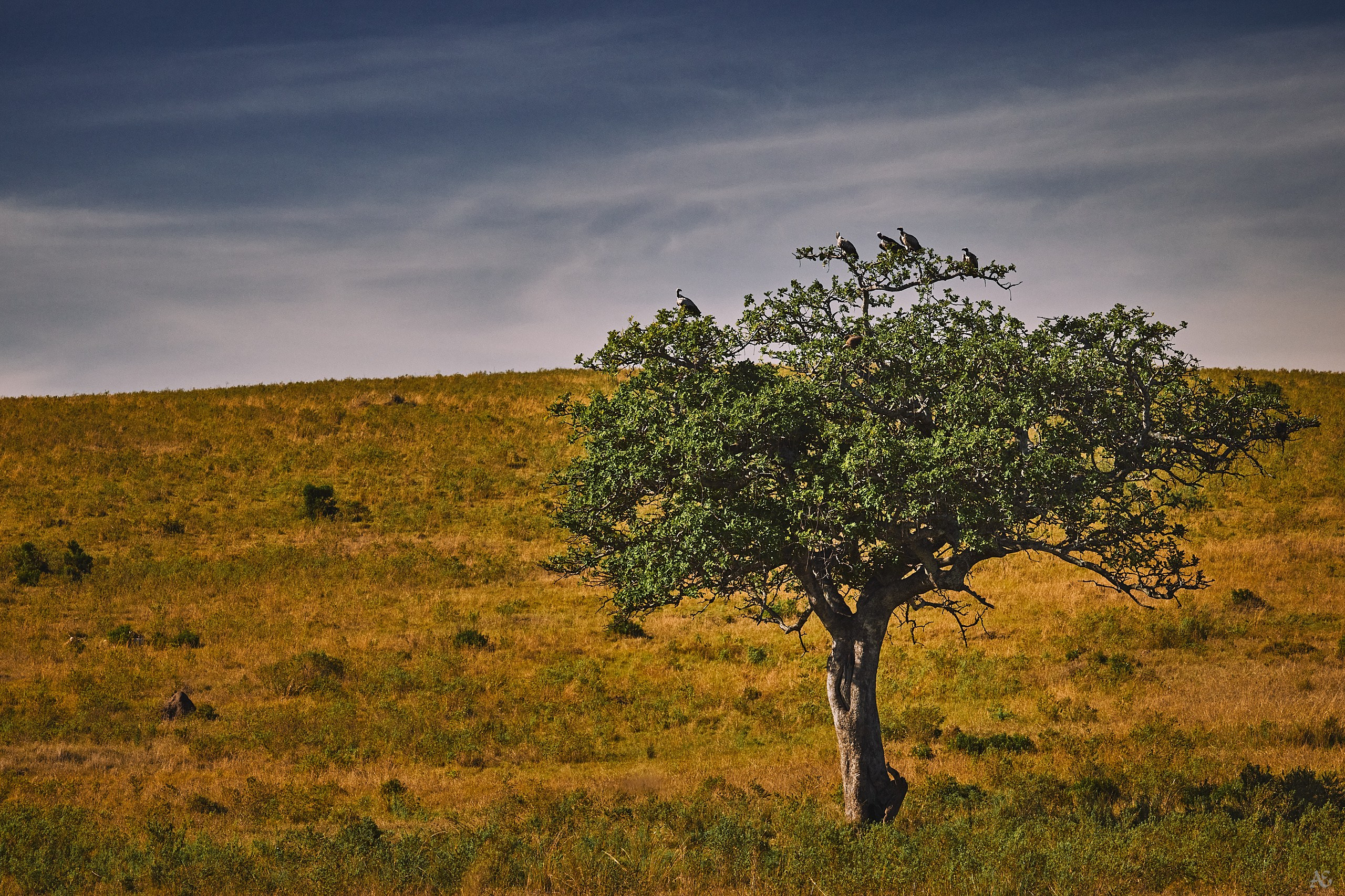 В ожидании поживы