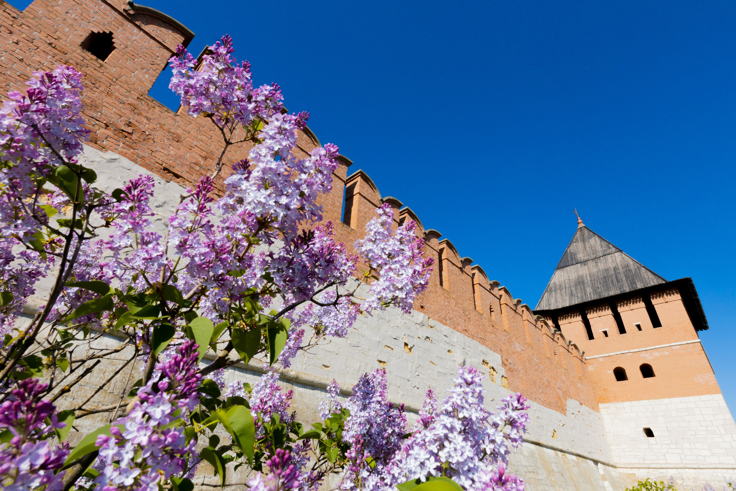 Весеннее цветение в Туле. Фотограф в Туле Крупский АнДРей. Фотостудия «КАДР71» в Туле