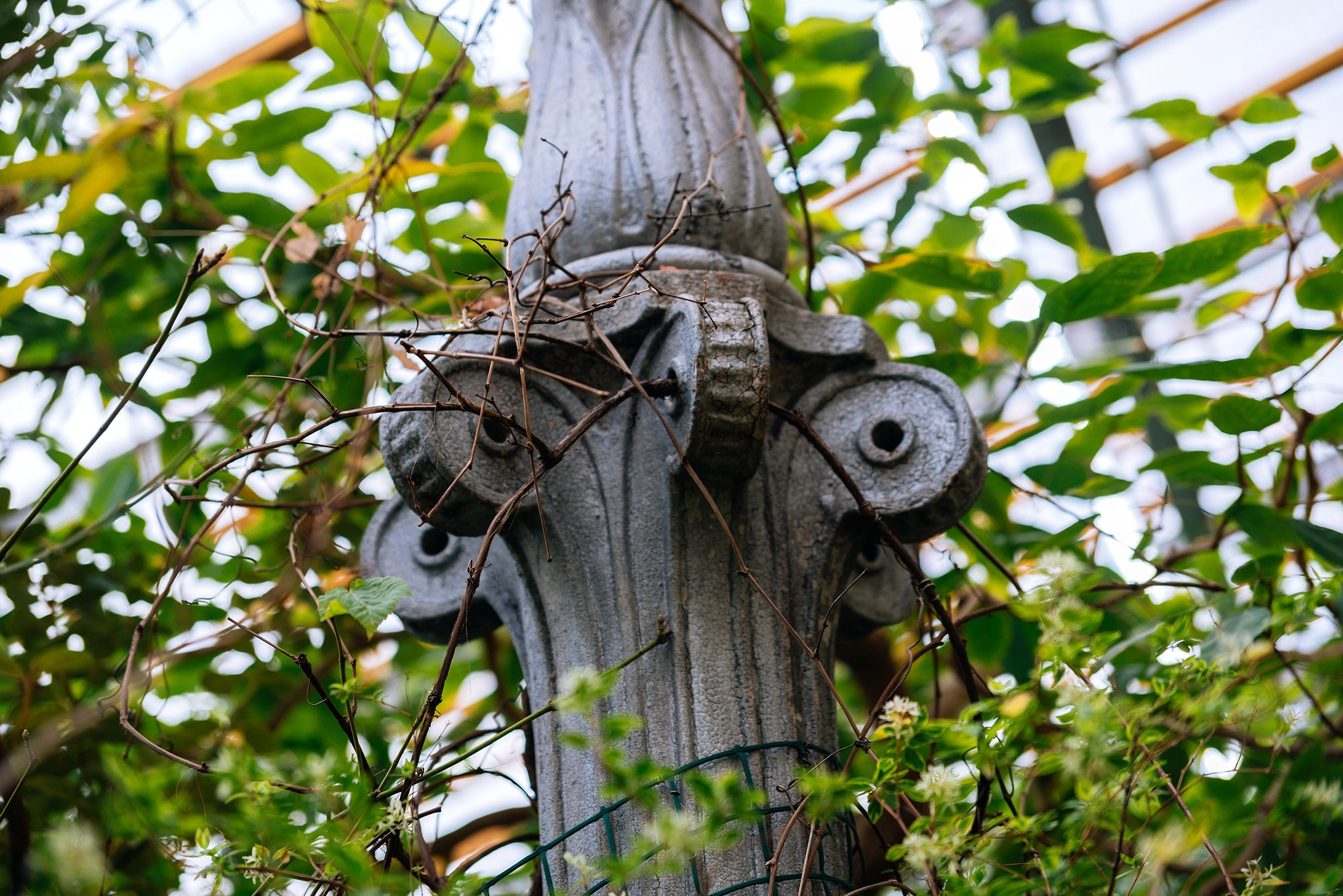 Ботанический сад. Субтропический маршрут. Март 26. Репортажный фотограф в Санкт-Петербурге Анастасия Клёпова