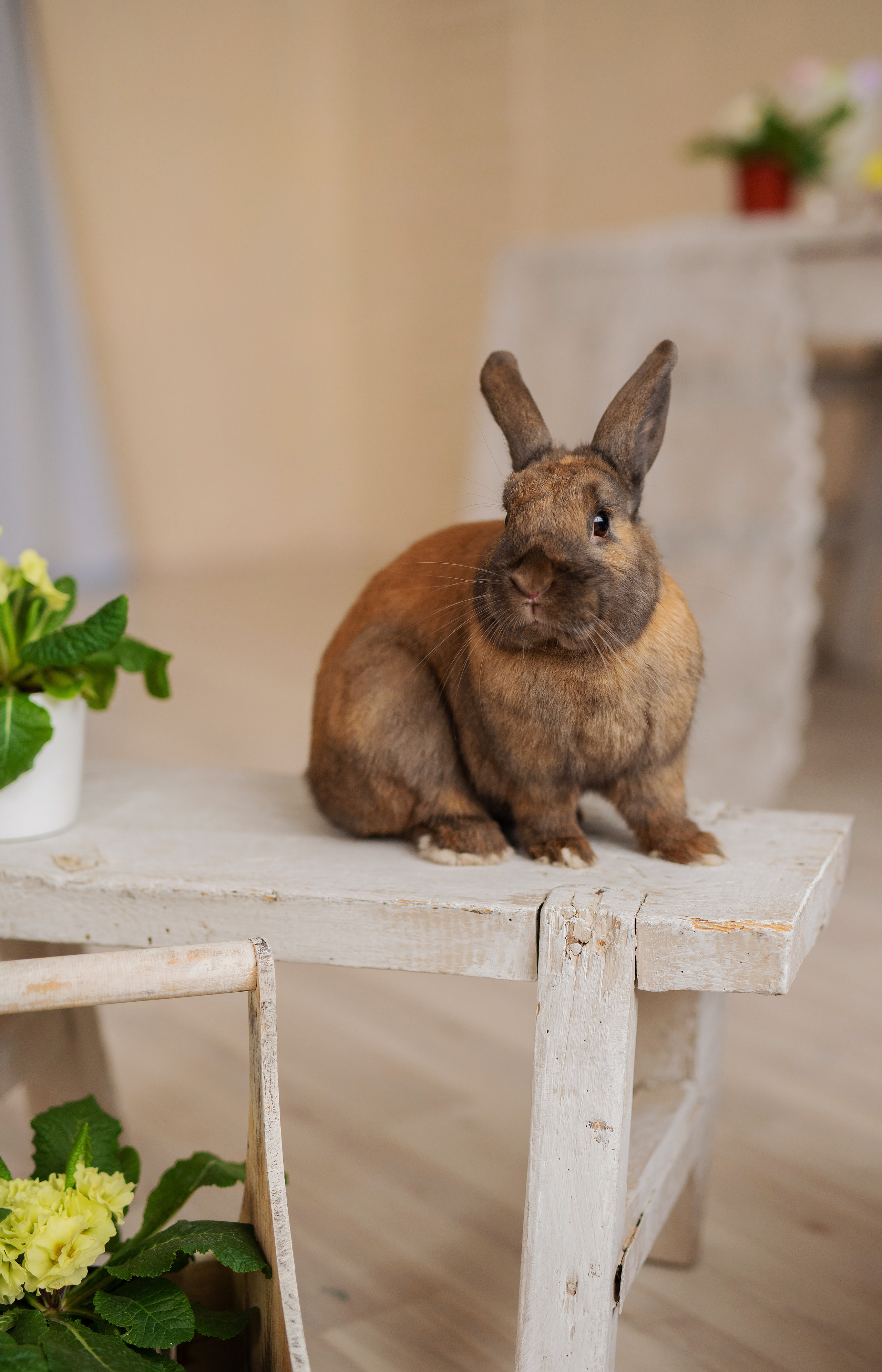 Софи. Детский и семейный фотограф Москва Рязань