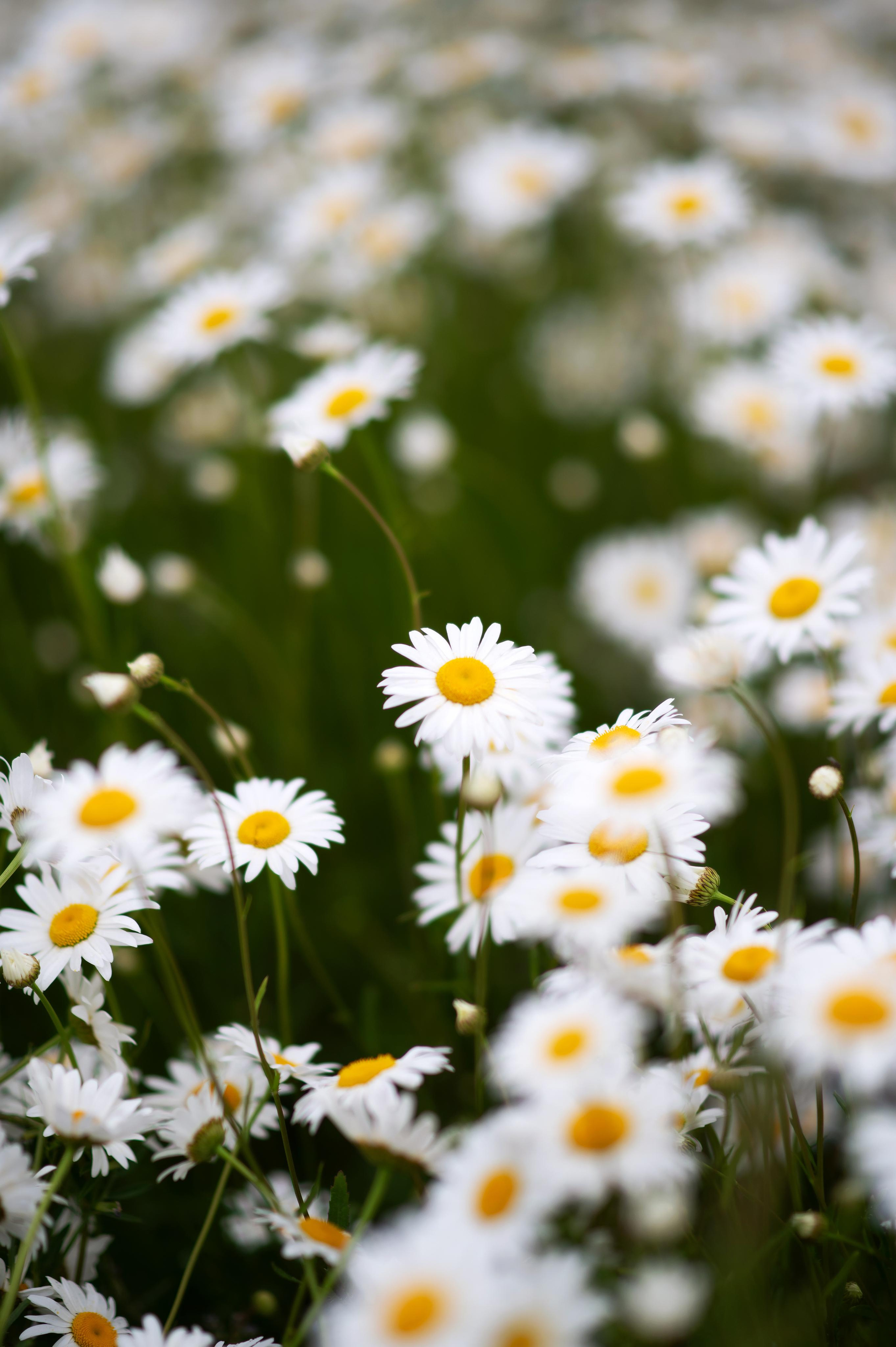 Ромашки. Детский и семейный фотограф Москва Рязань