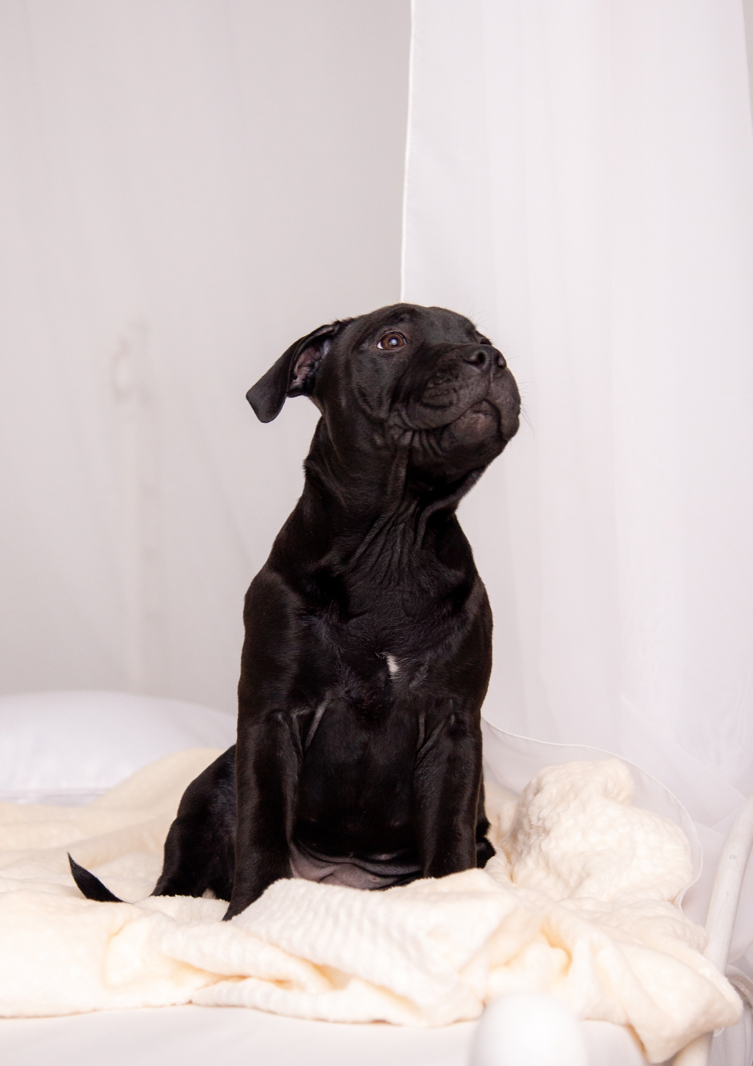 Новогодние малыши. Фотограф Анималист в Перми Анастасия Остерман